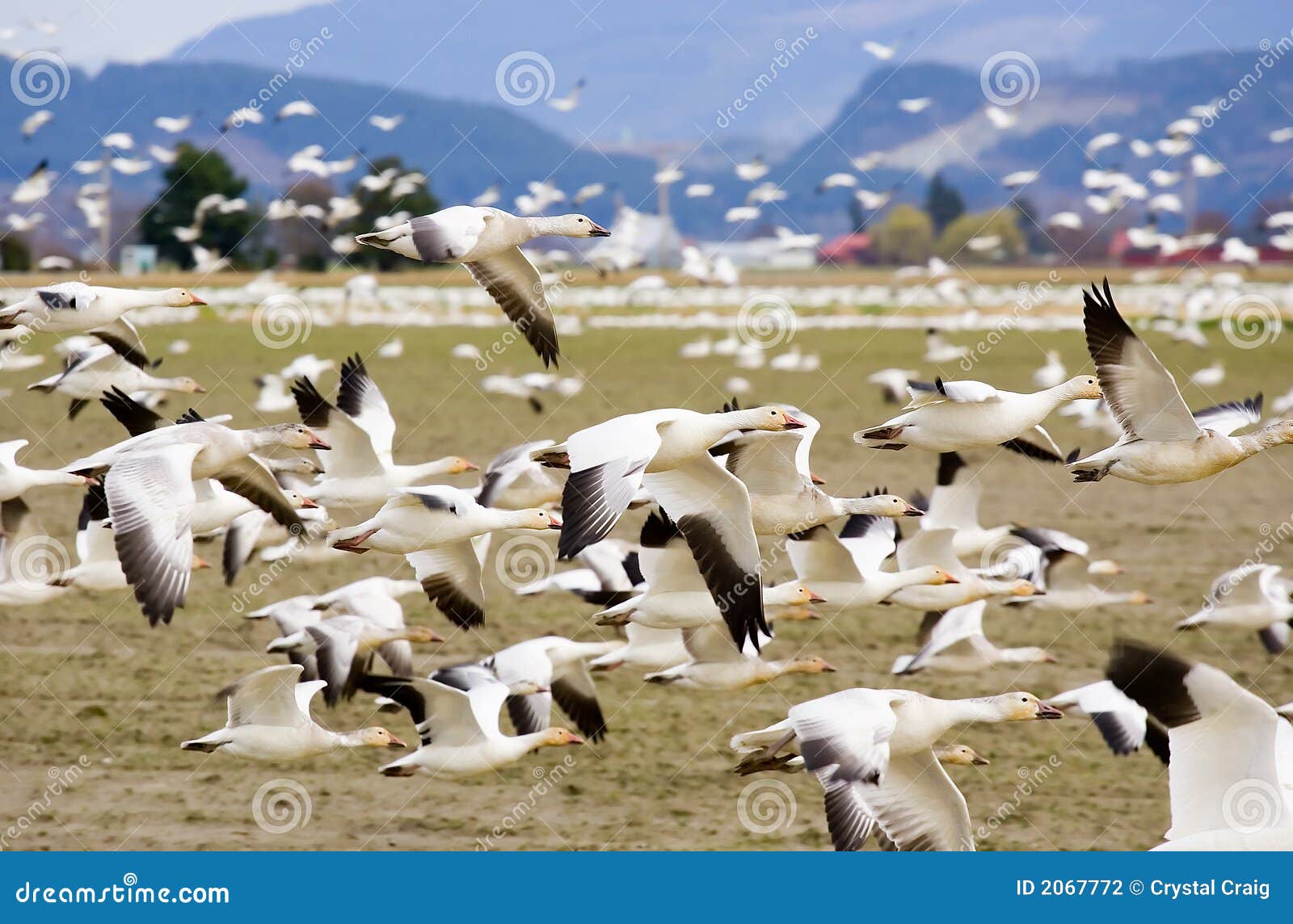 migrating snow geese in flight