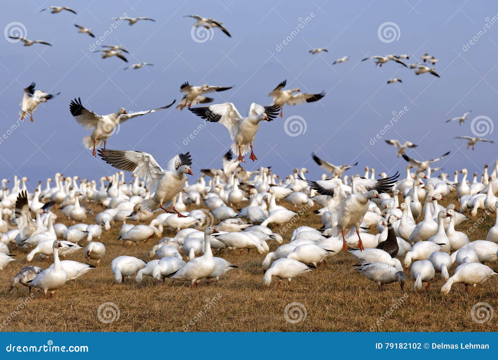 migrating snow geese fly in for feeding
