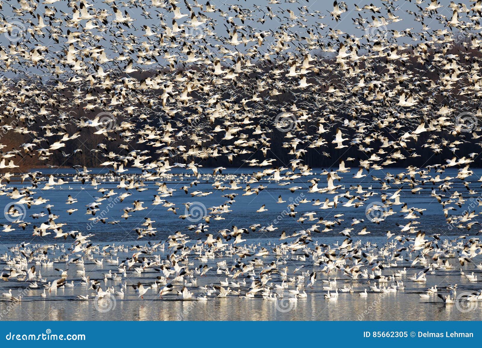 migrating snow geese fly off lake