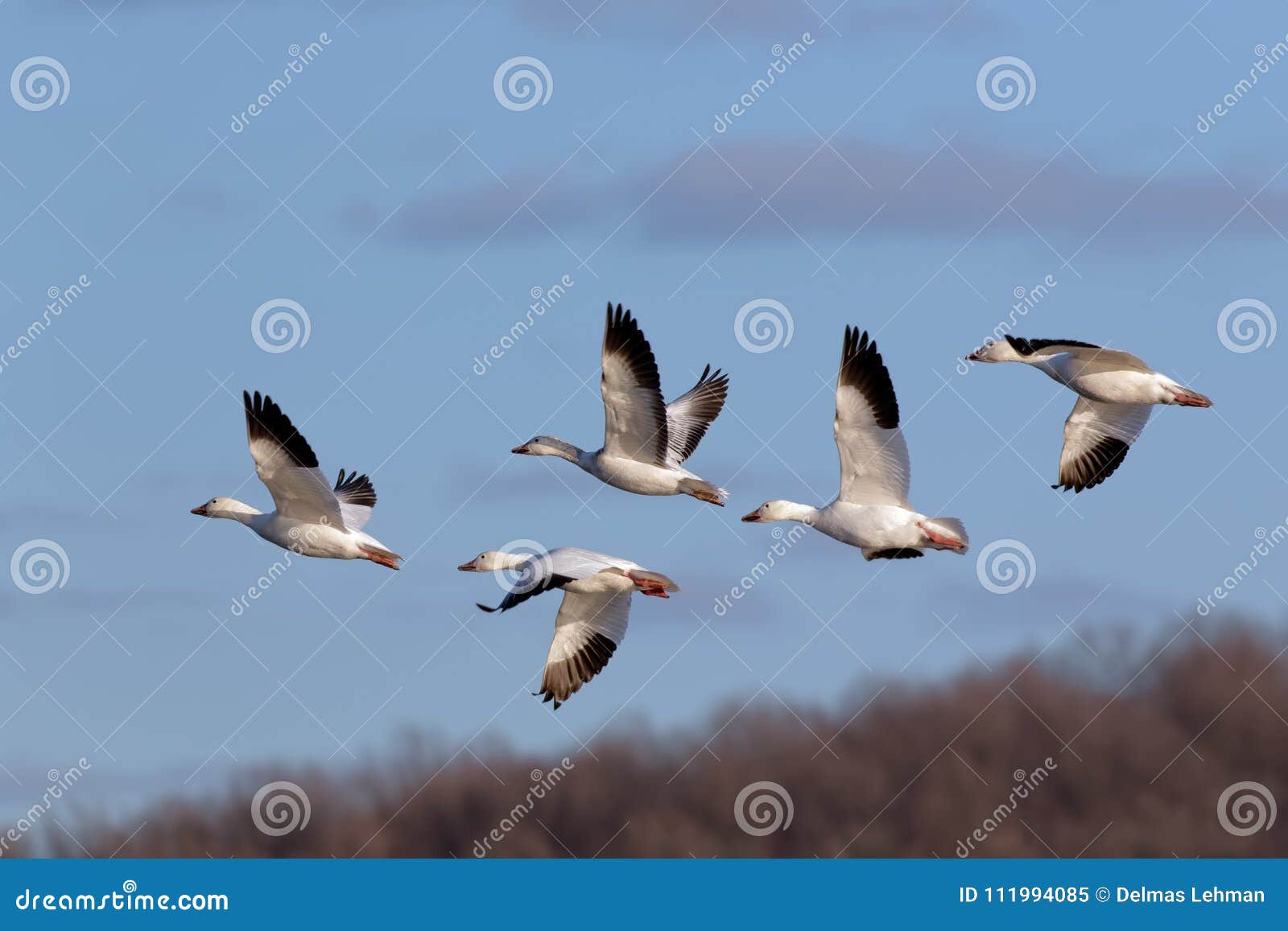 migrating snow geese in flight