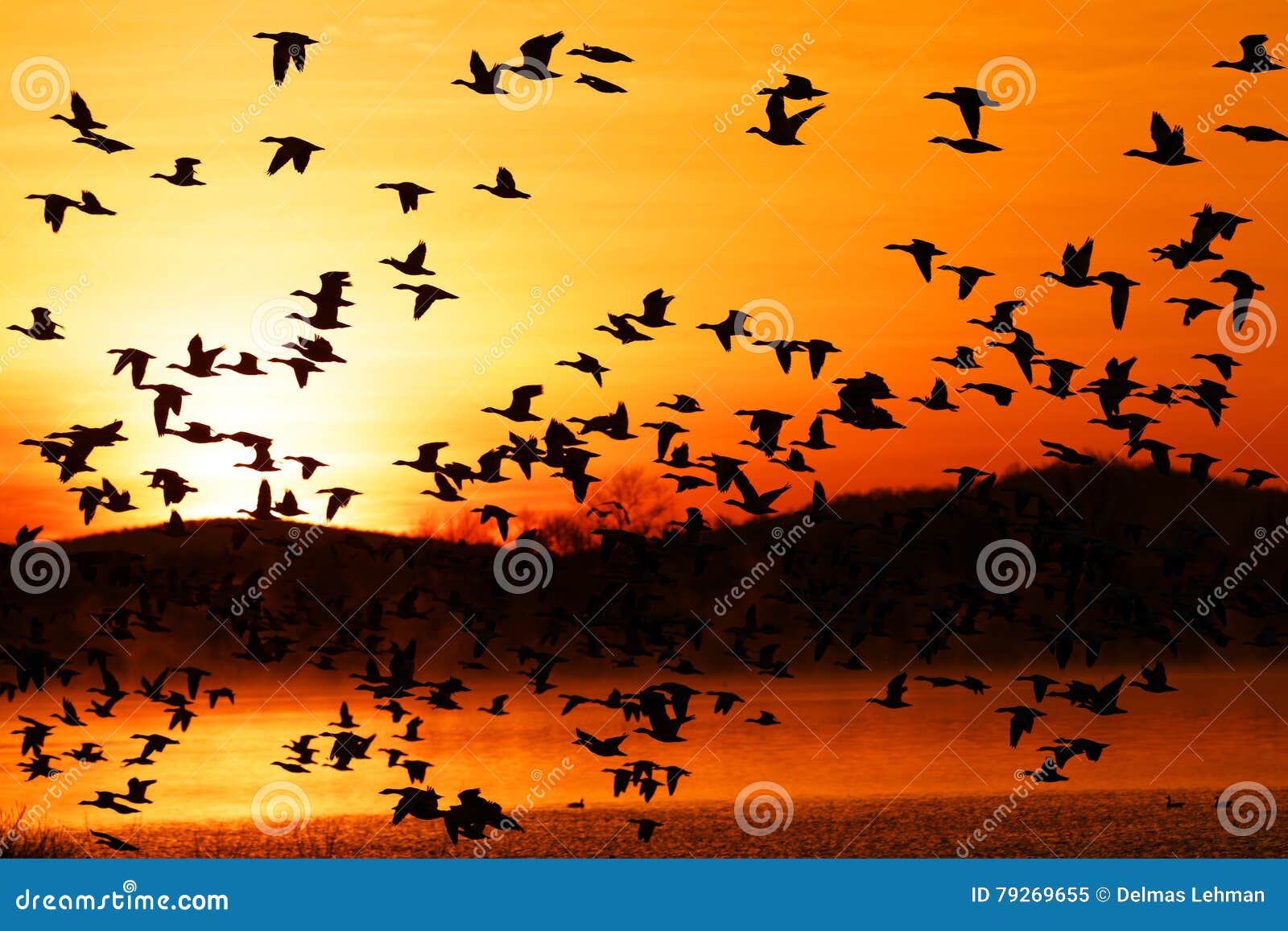 migrating snow geese fly at sunrise
