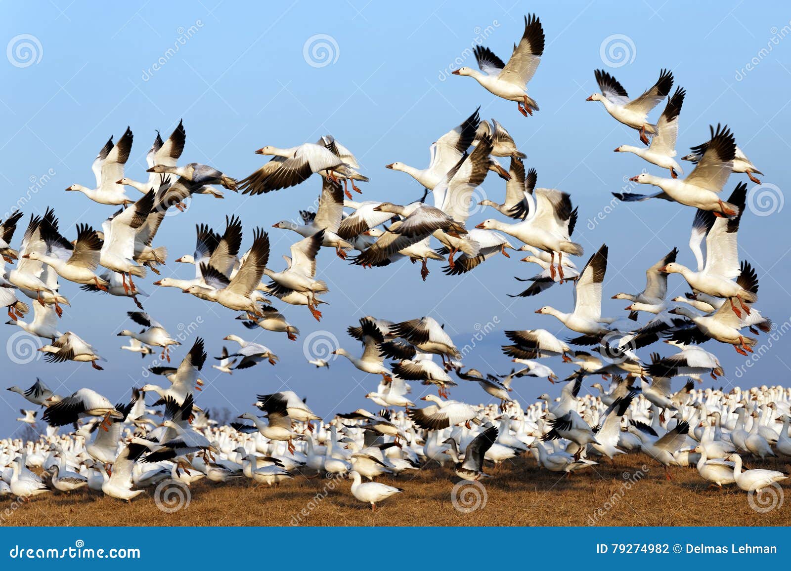 migrating snow geese fly up into blue sky