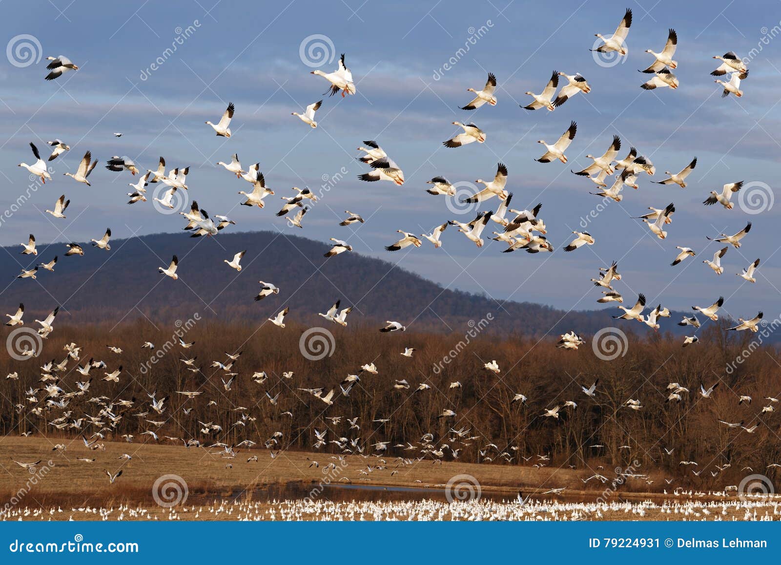 migrating snow geese fly up