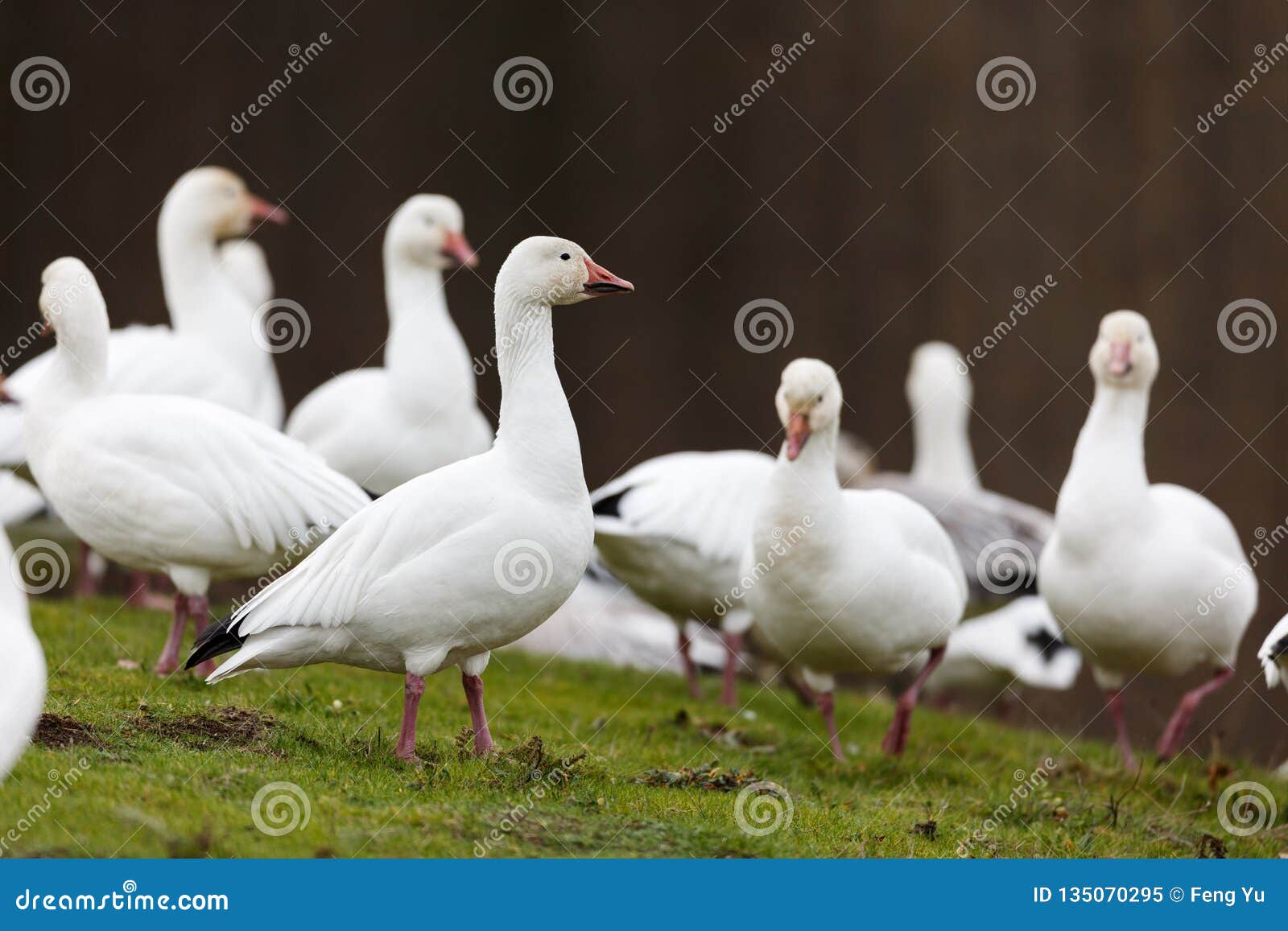 migrating snow goose