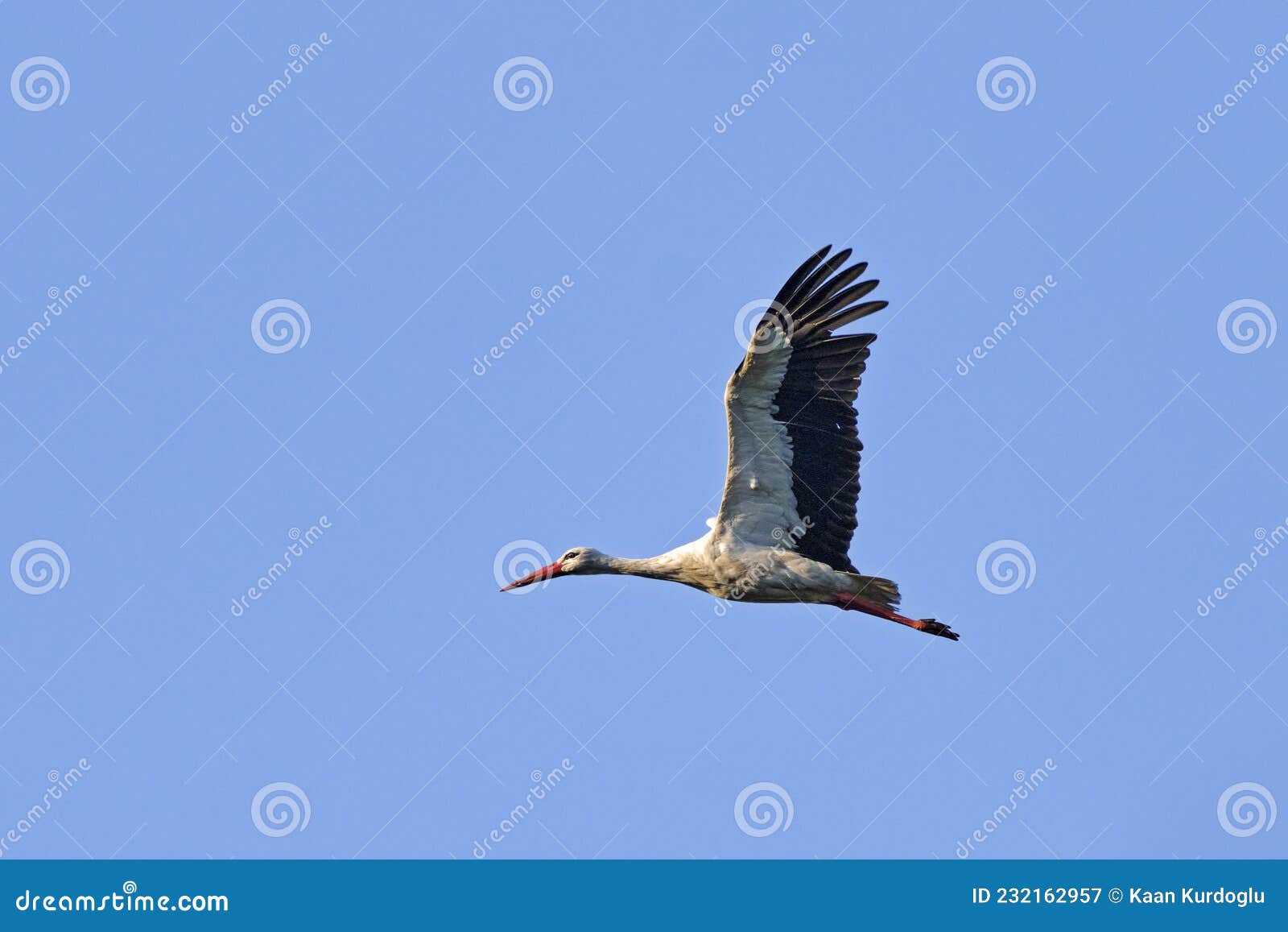 migrating white stork