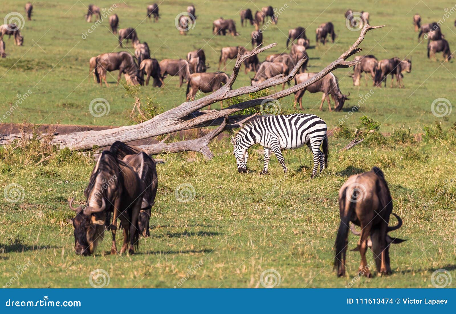 Migration of Animals in Savanna of Kenya. Africa Stock Photo - Image of  nature, antelope: 111613474