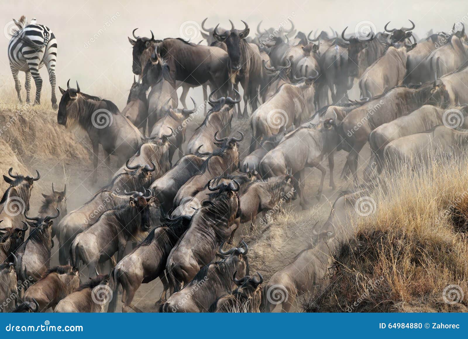 migration of wildebeest