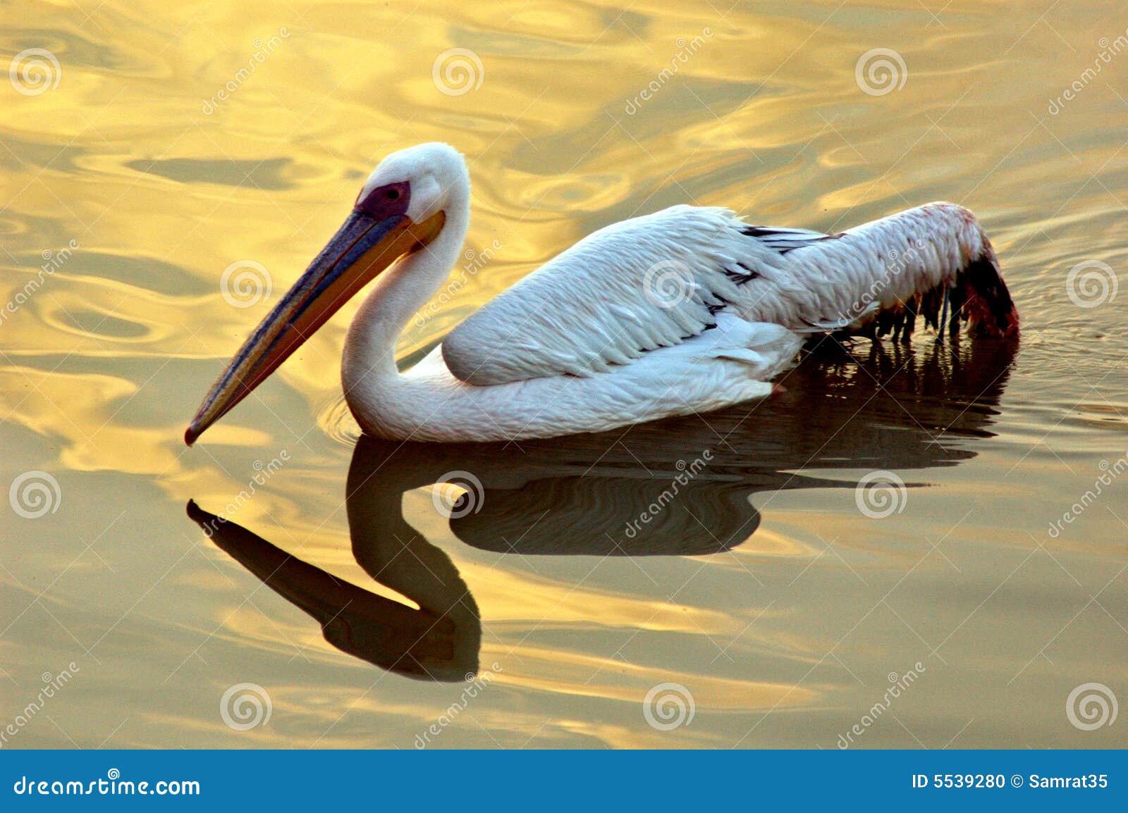 migratory bird on the lake water.
