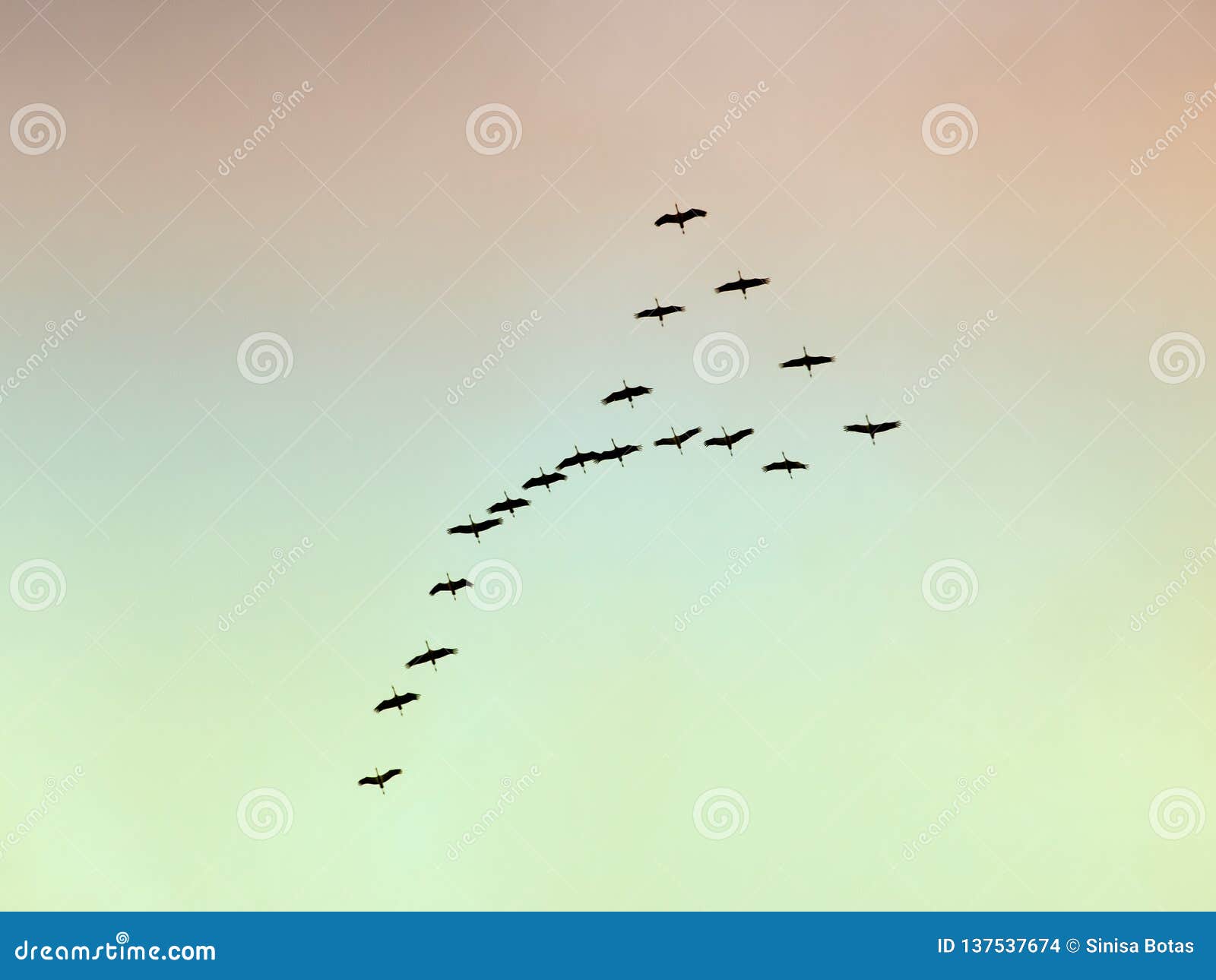 migratory birds