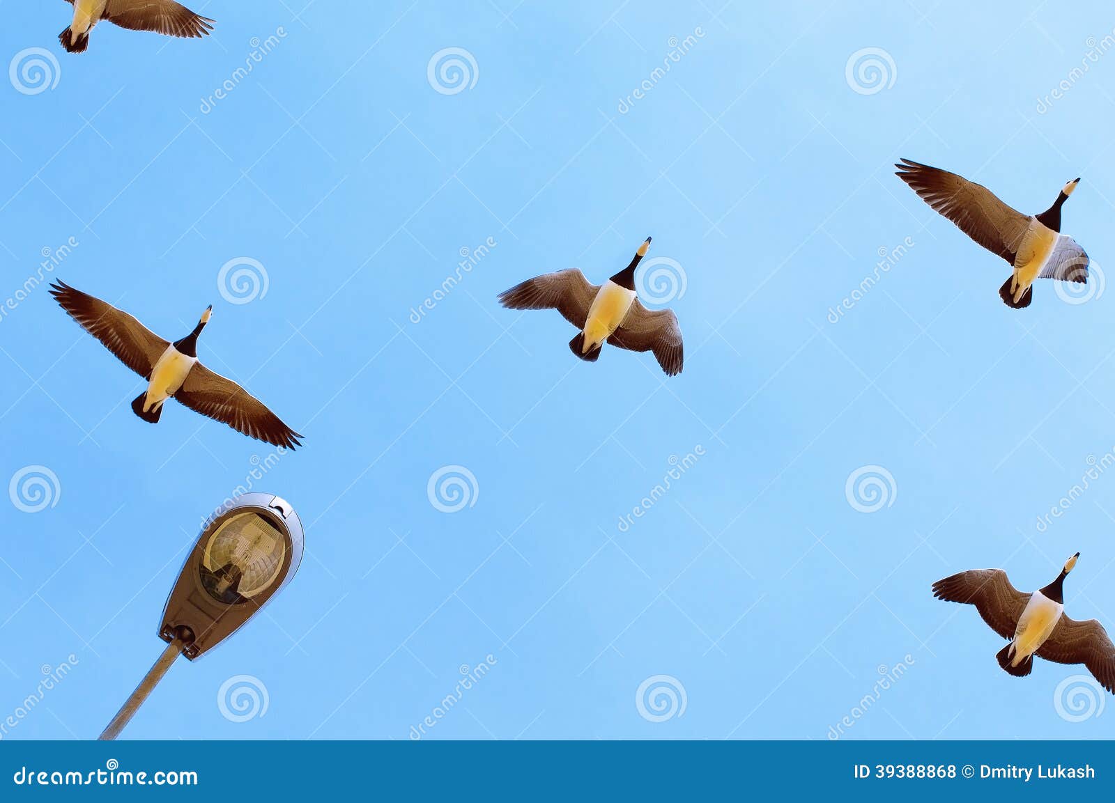 Migratory birds stock photo. Image of rate, lamppost 39388868
