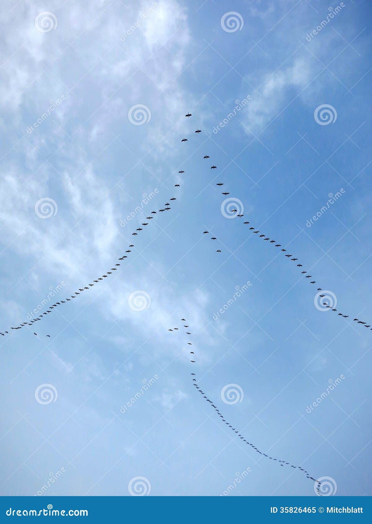 migratory birds flying in formation
