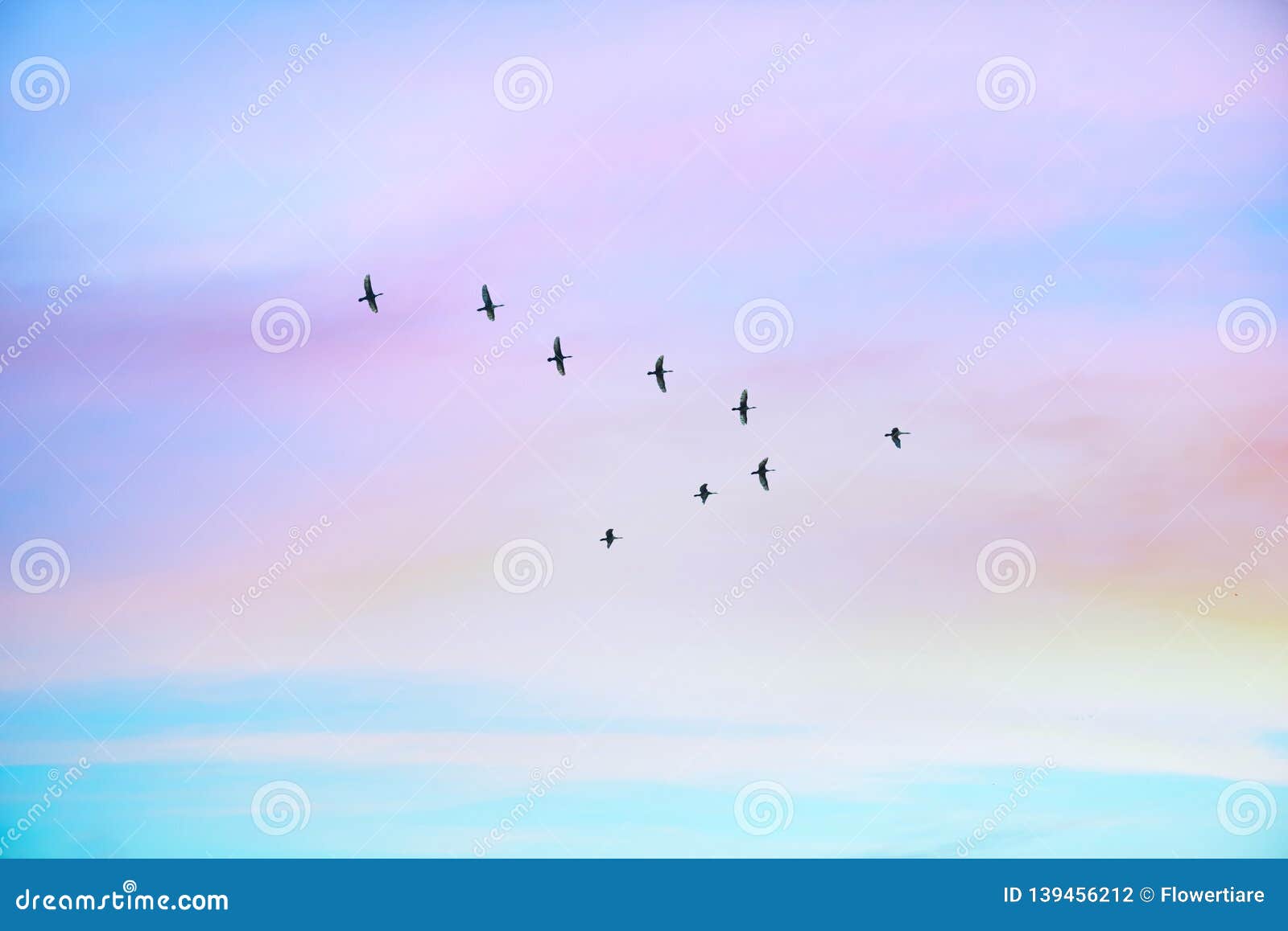 migratory birds flying in the  of v on the cloudy sunset sky.