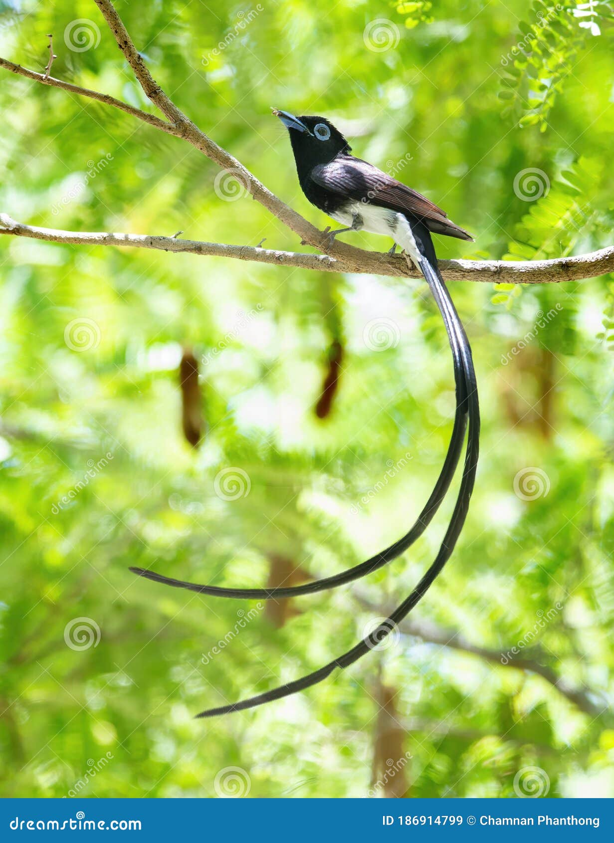 Japanese Paradise Flycatcher Stock Image Image Of Animal