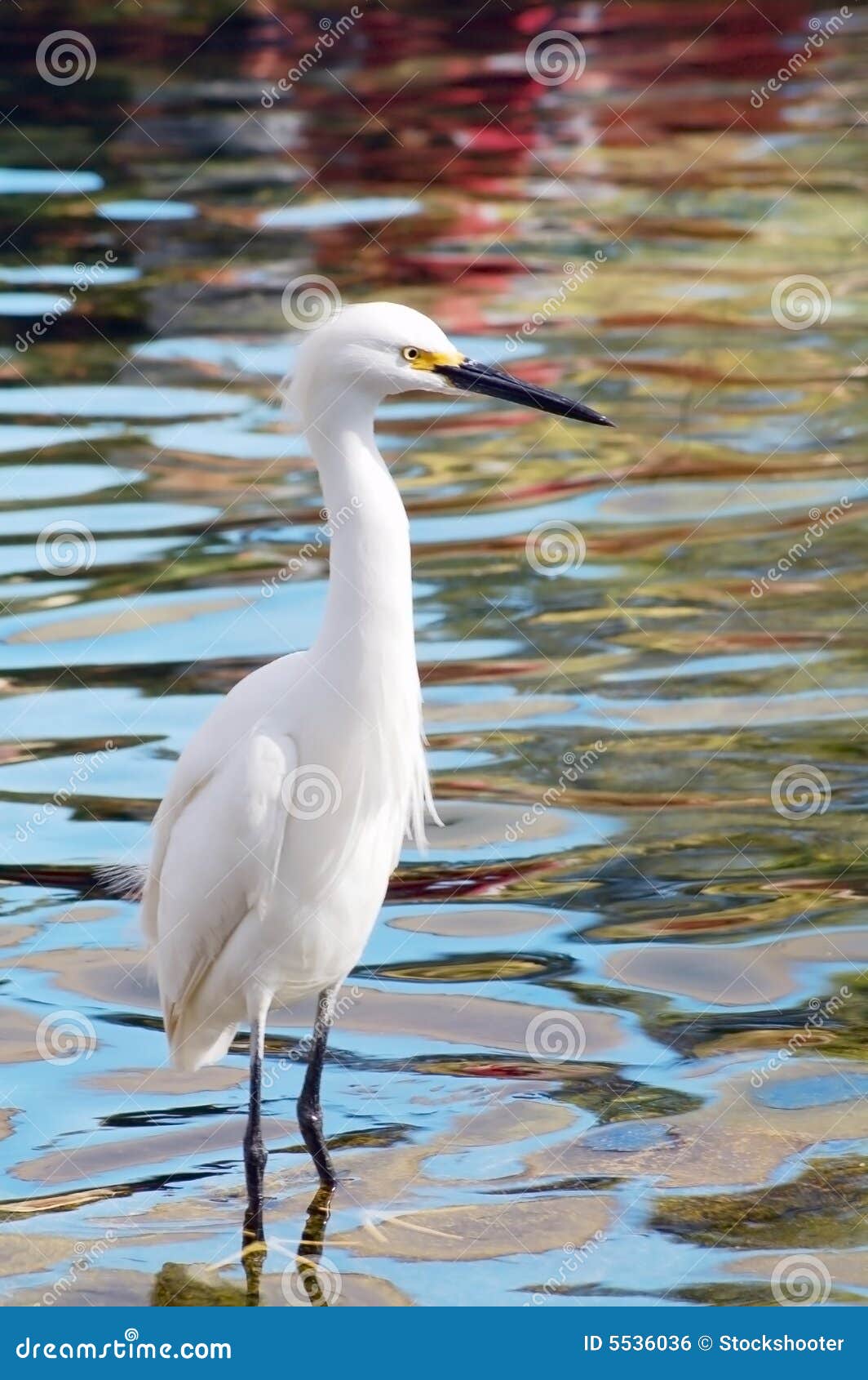 migratory crane bird