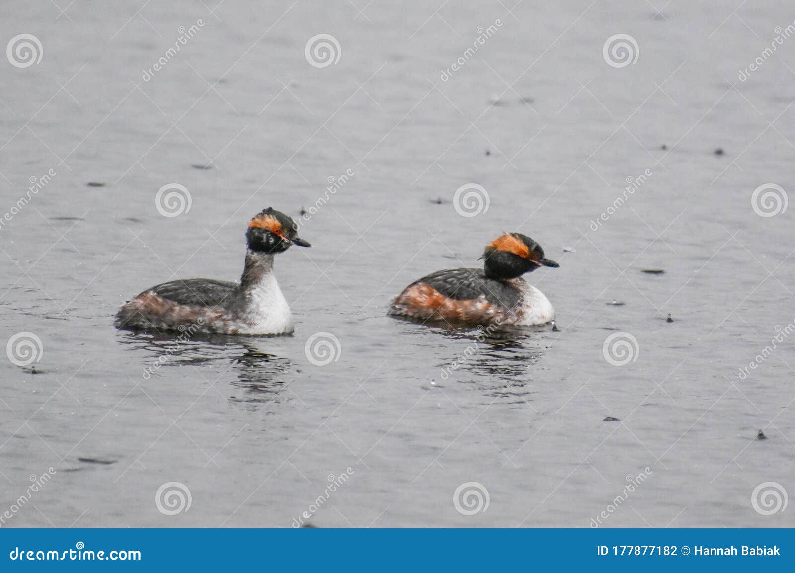 horned grebe waterfowl on lake