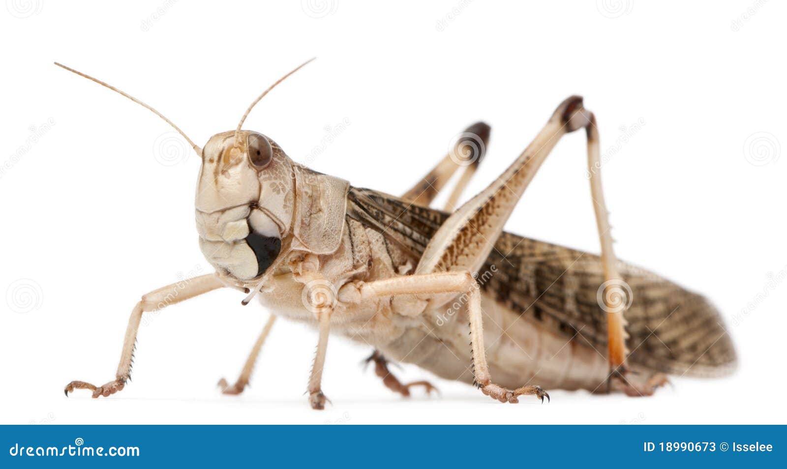 migratory locust, locusta migratoria