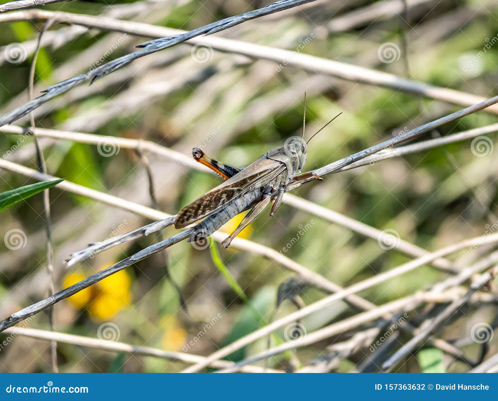 Migratory Locust Locusta Migratoria Manilensis in Long Grass Stock