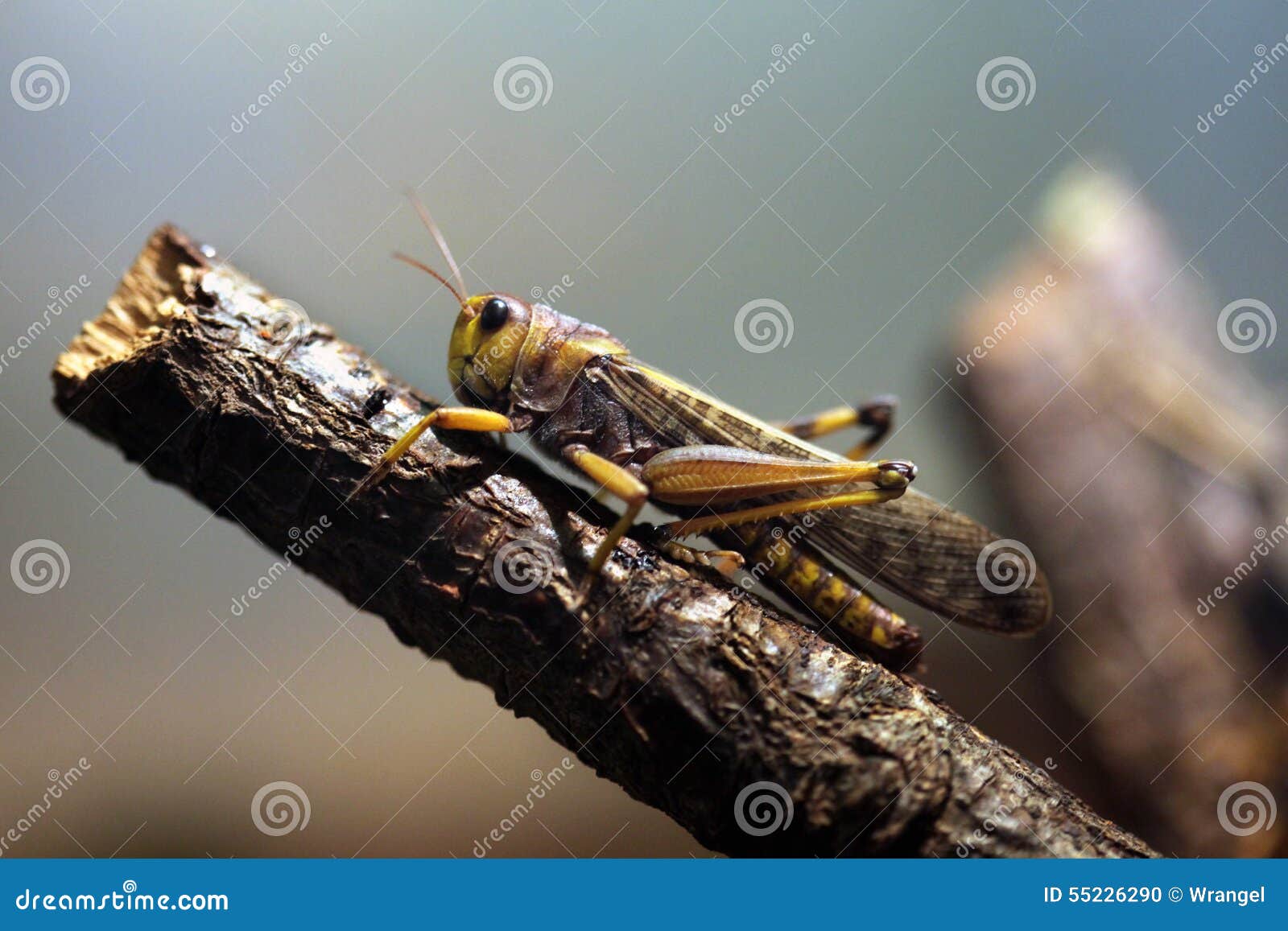 Migratory Locust (Locusta Migratoria). Stock Photo - Image of