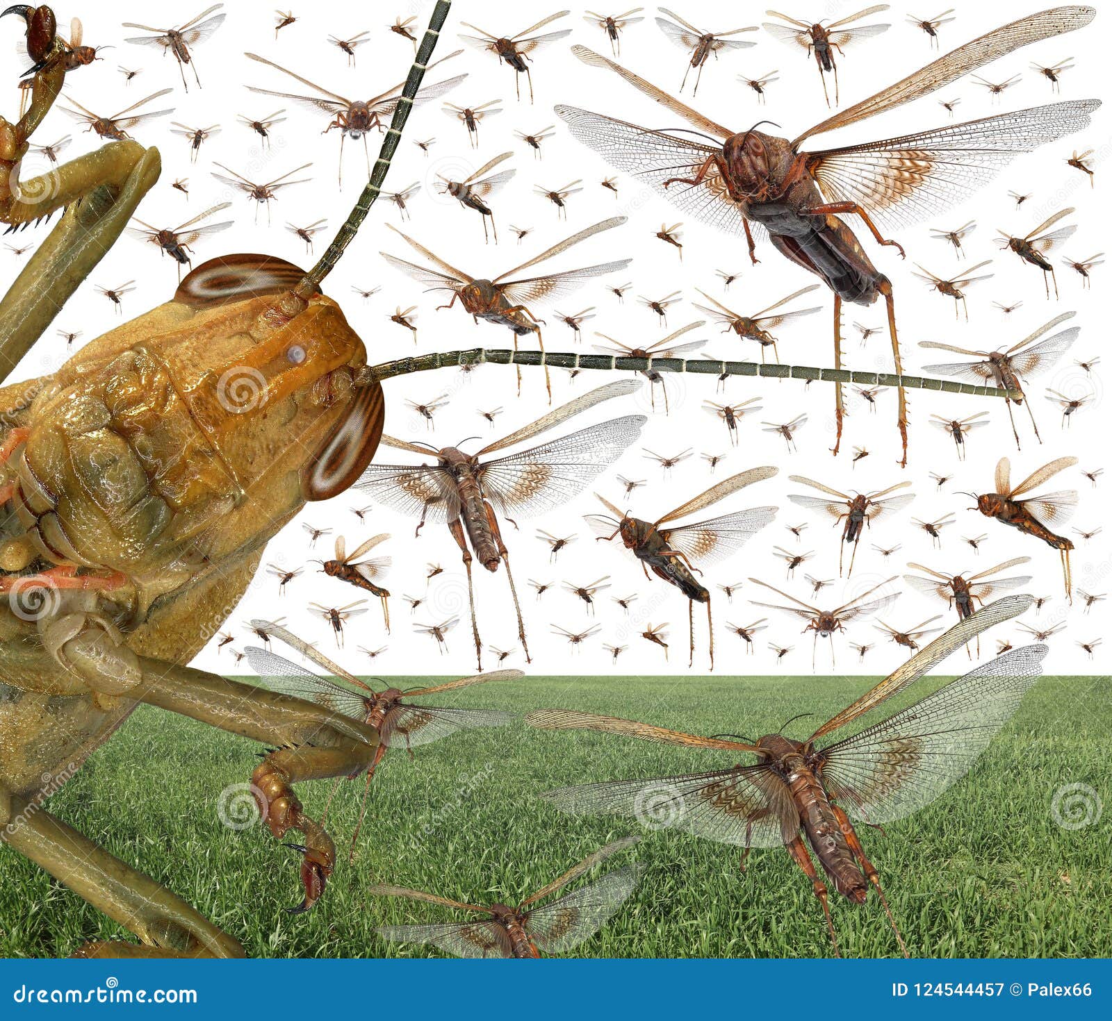 migratory locust swarm
