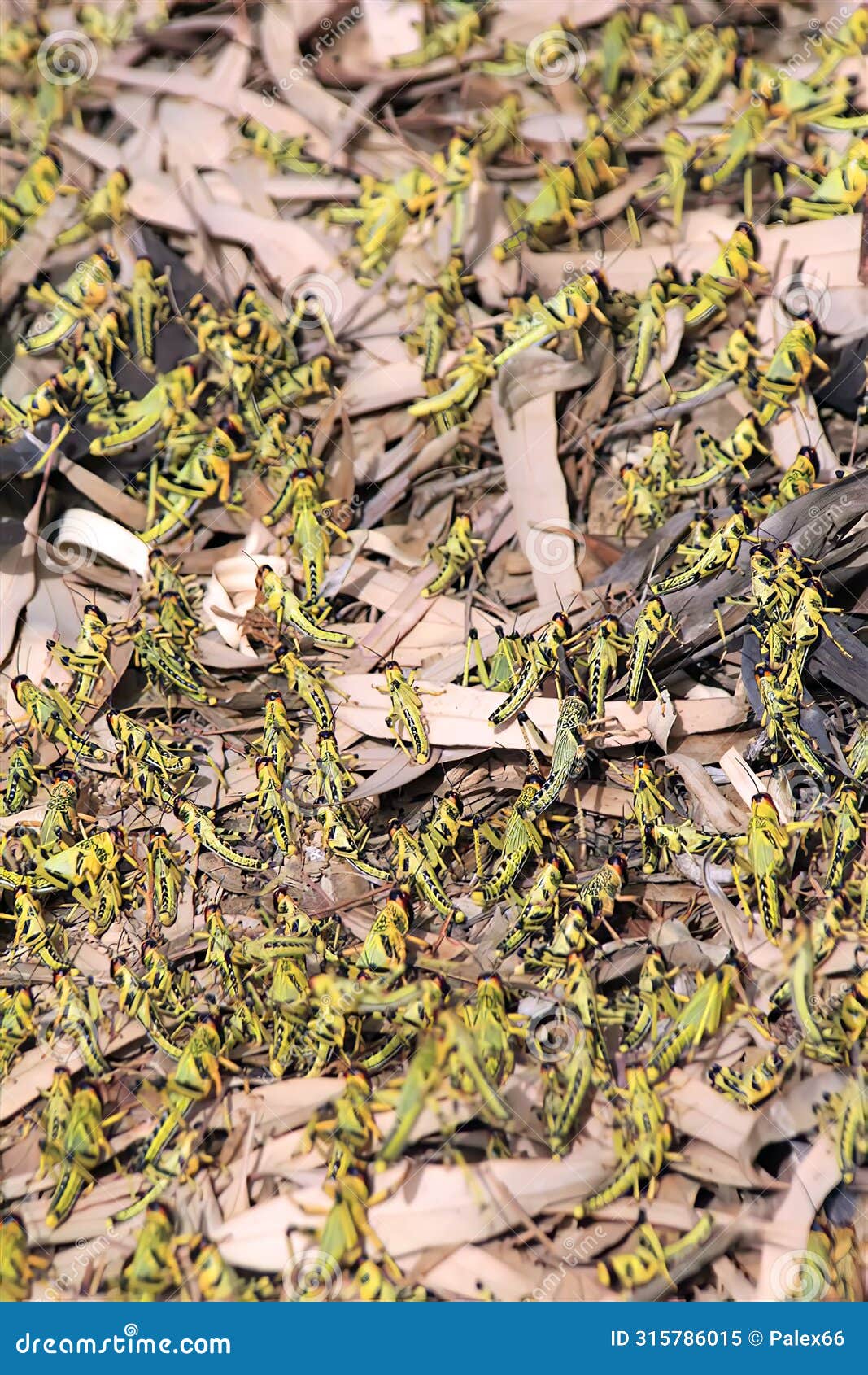 migratory locust swarm