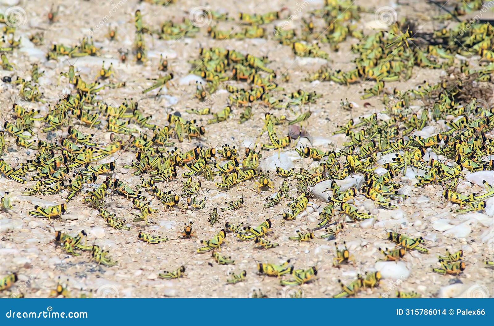 migratory locust swarm