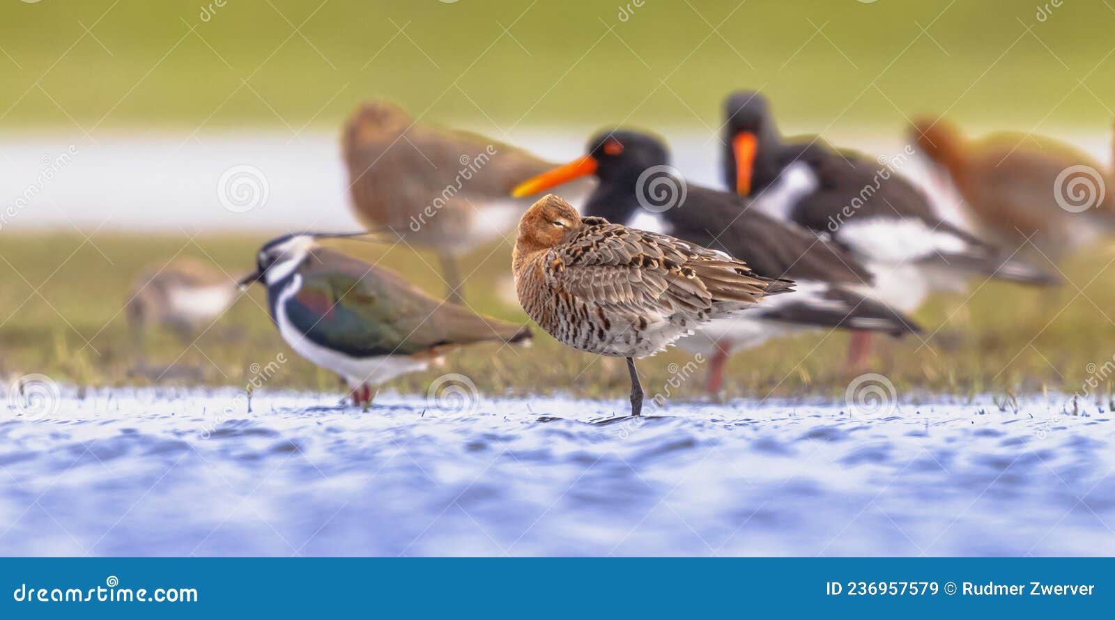 migratory wader birds resting in wetland