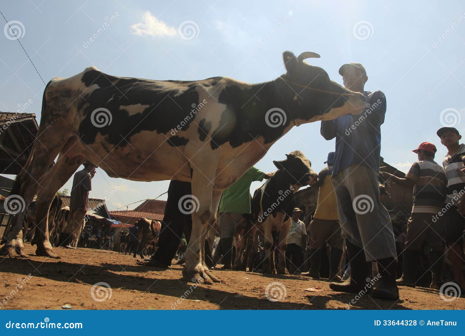 Milch cow editorial stock photo. Image of indonesia, finance 33644328