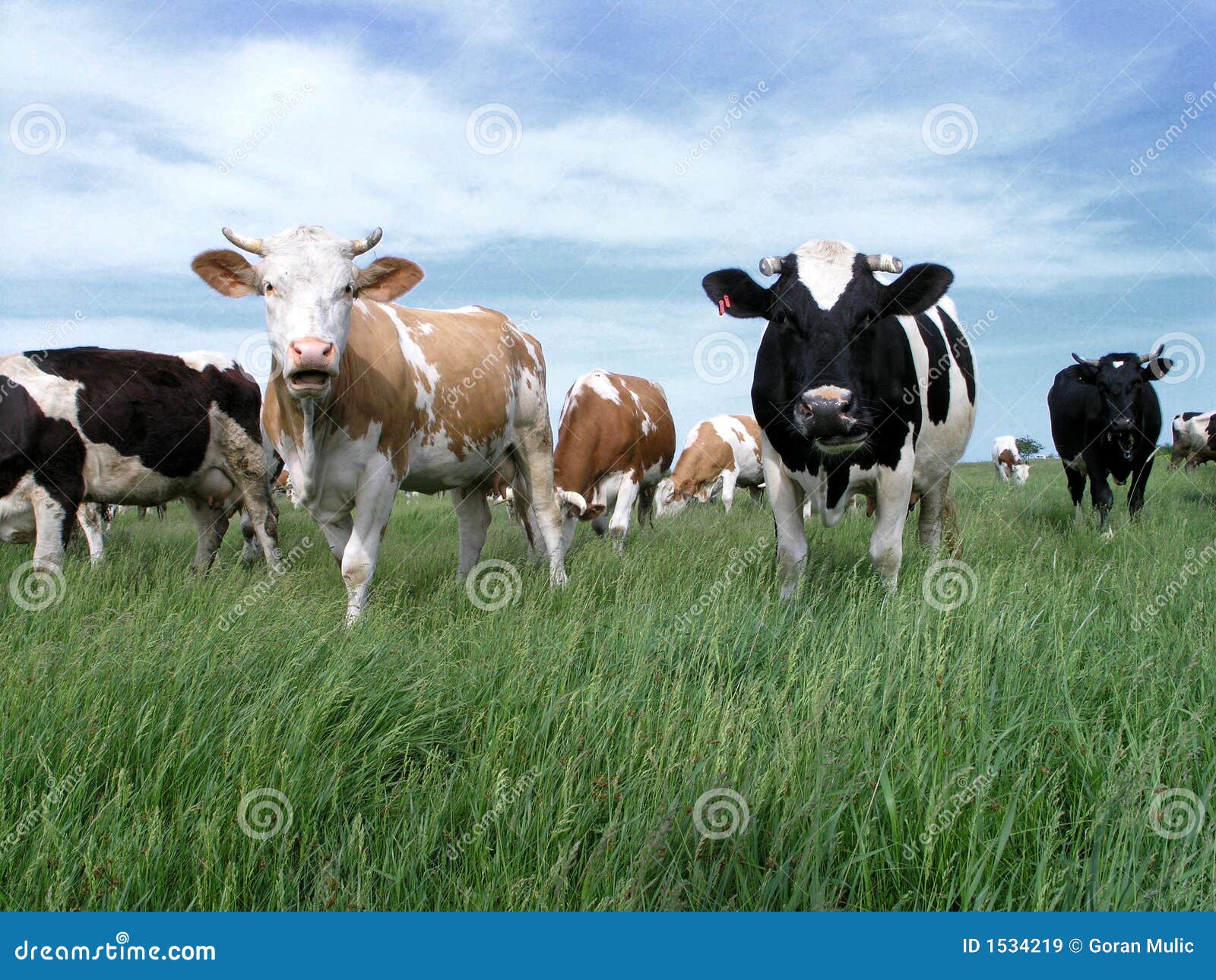 Milch Cows 2 stock image. Image of farm, feed, fodder 1534219