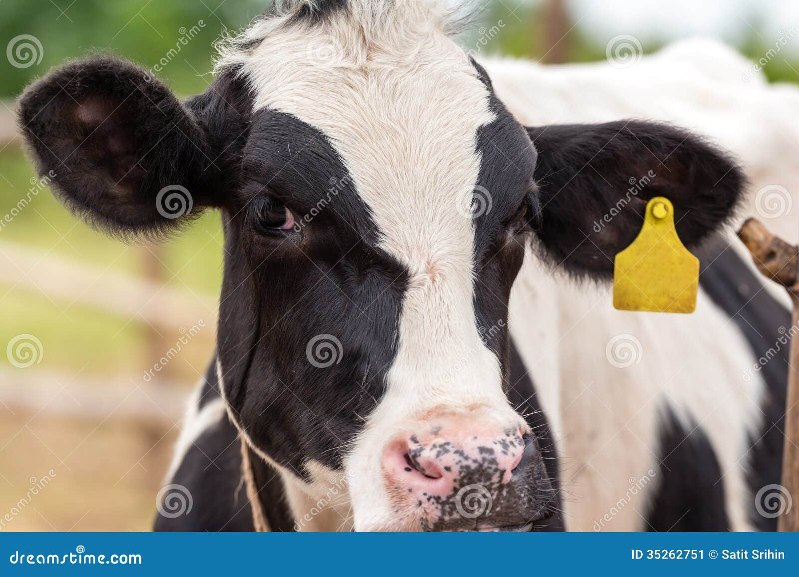 Milch cows stock image. Image of black, horn, meat, farm 35262751