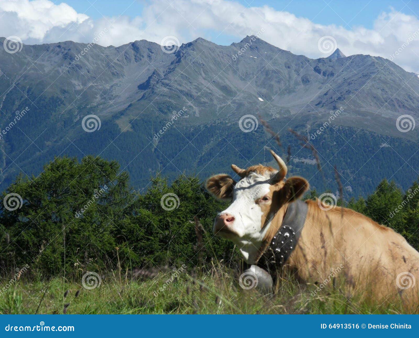 Milchkuh in Die Schweiz-Sommer Deu Stockfoto - Bild von sommer, milch ...