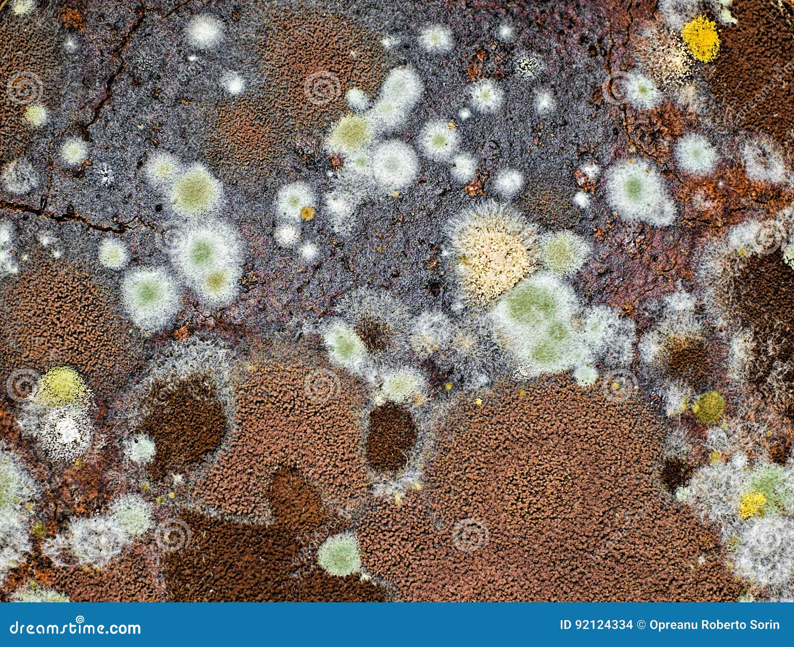 Mildew on coffee grounds stock photo. Image of bacteria 92124334