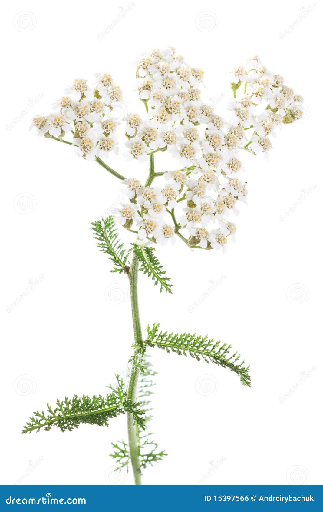 Milfoil stock photo. Image of ingredient, harmony, therapy - 15397566