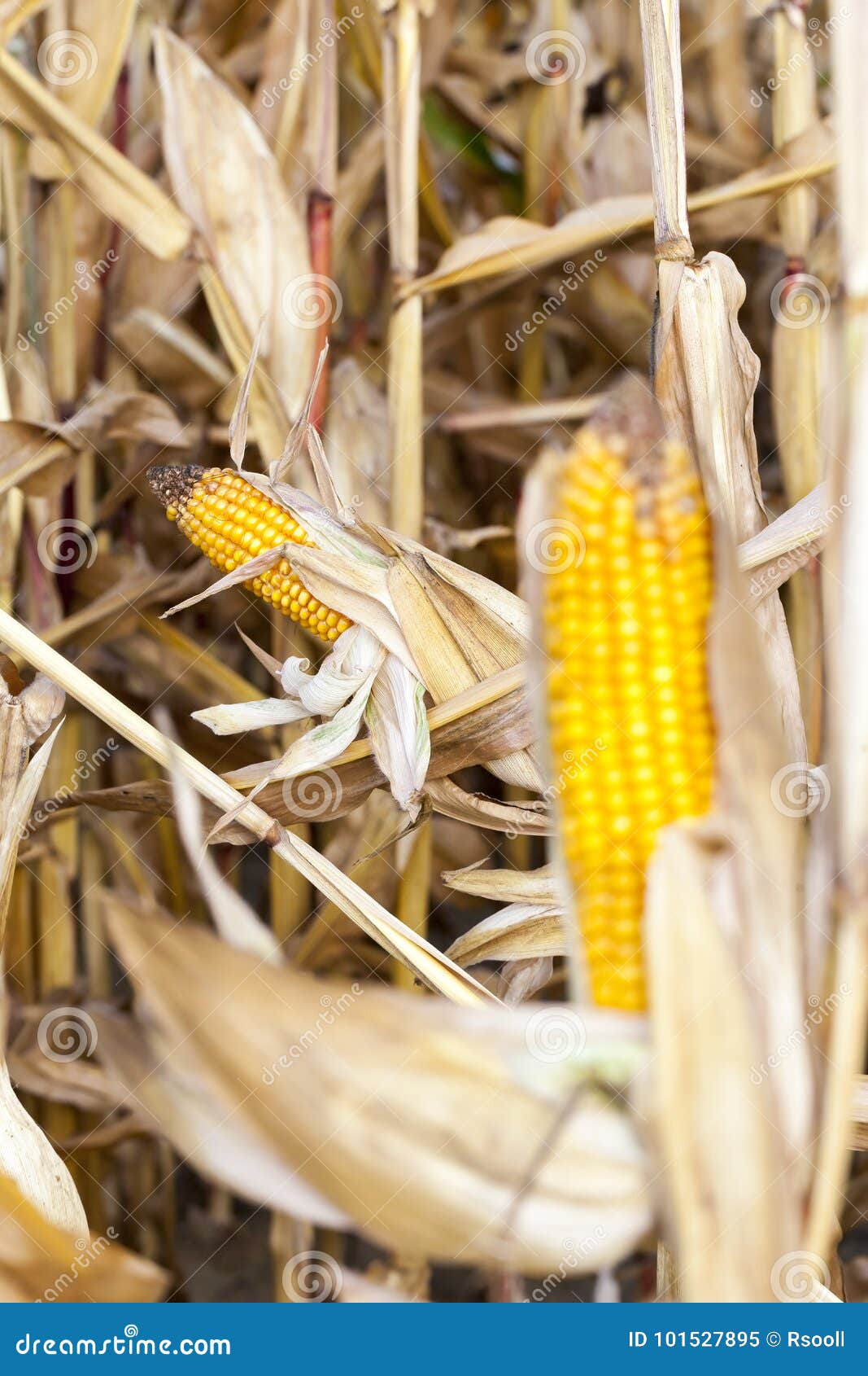 Milho de campo, agricultura. As orelhas maduras amarelando do milho que crescem no campo agrícola no outono temperam Profundidade de campo rasa, fotos do close-up feitas sementes amarelas visíveis no aberto das folhas da planta