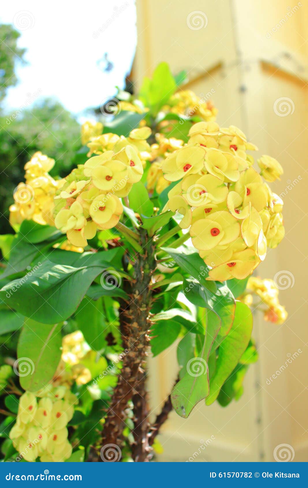 Milii O Corona De Espinas Planta De Cristo Espina Del Euforbio De Cristo  Fotos de stock - Fotos libres de regalías de Dreamstime