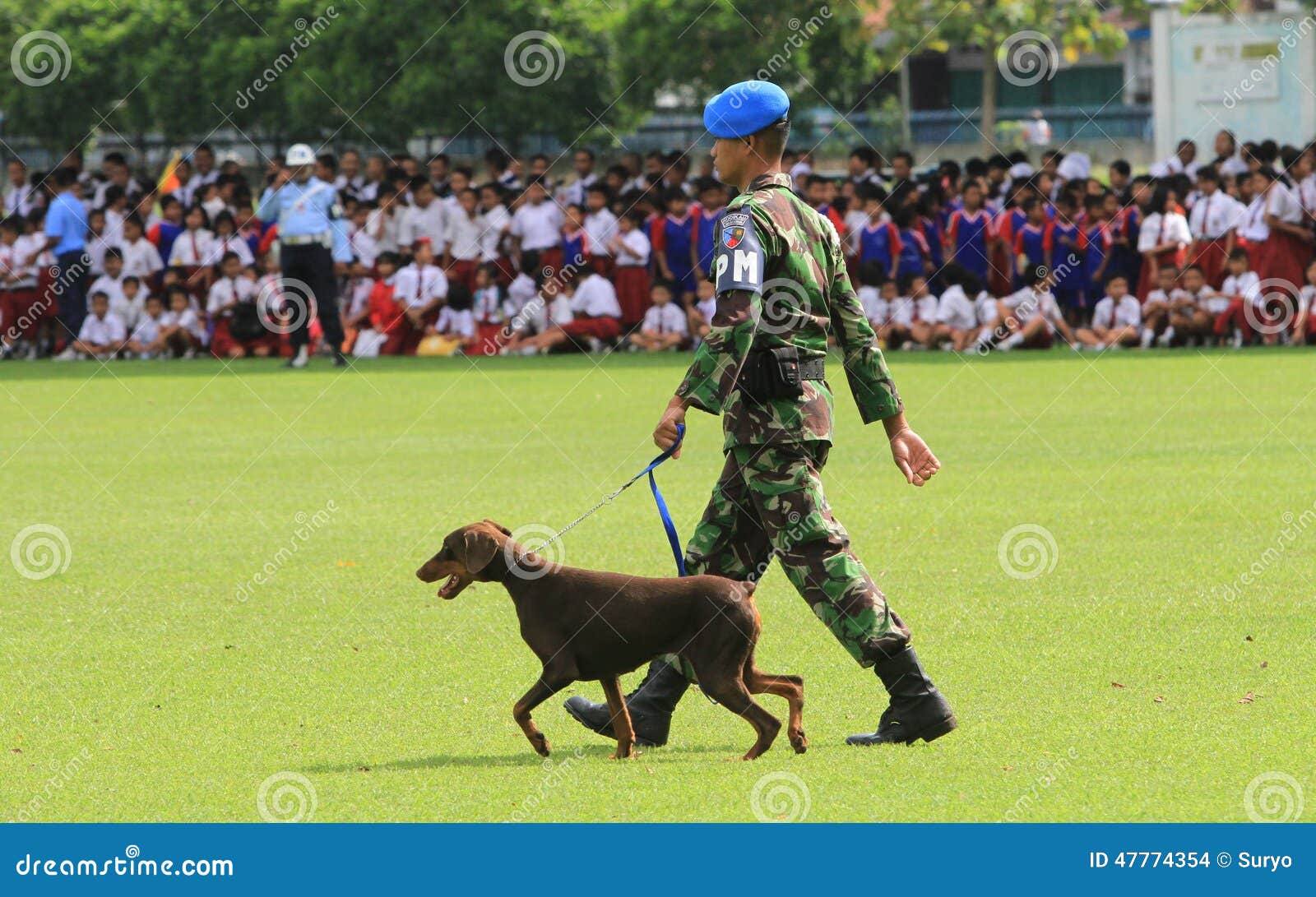 Military dog training editorial stock image. Image of force 47774354