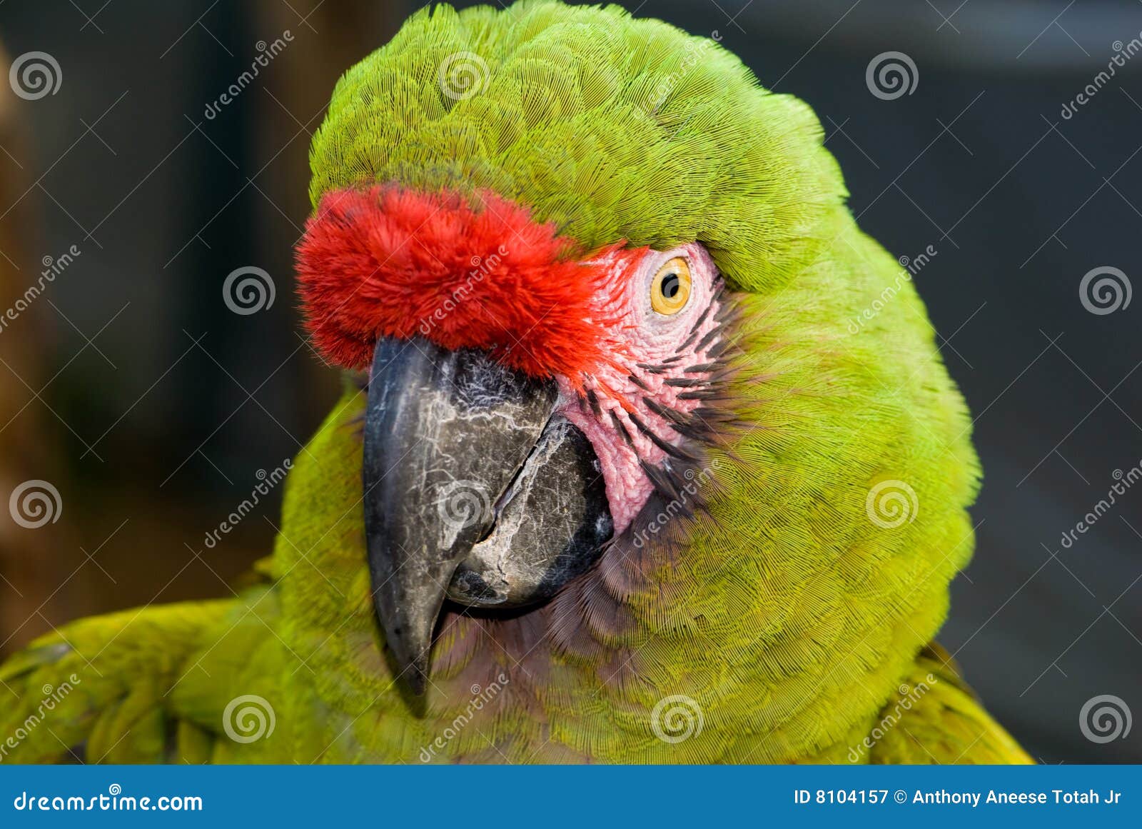 military macaw (ara militaris)