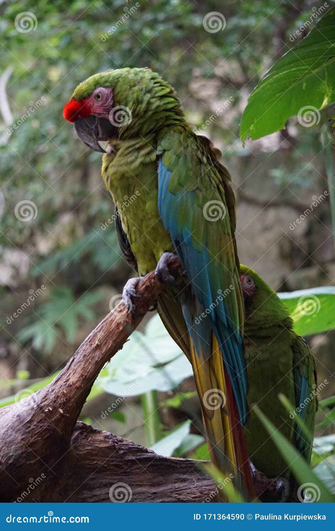military macaw resting on a tree,tulum, mexico
