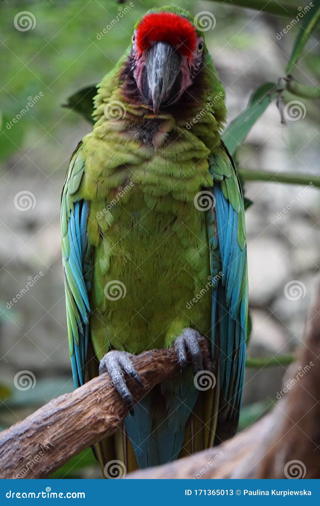 military macaw resting on a tree,tulum, mexico