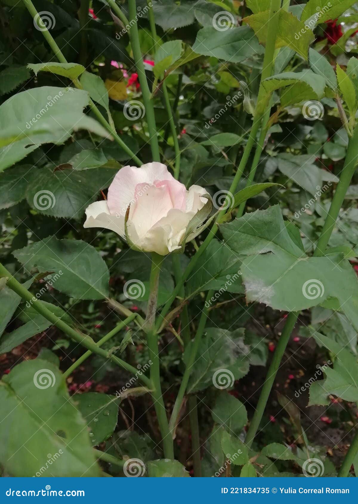 milk color of the flower of rose on the rose bush