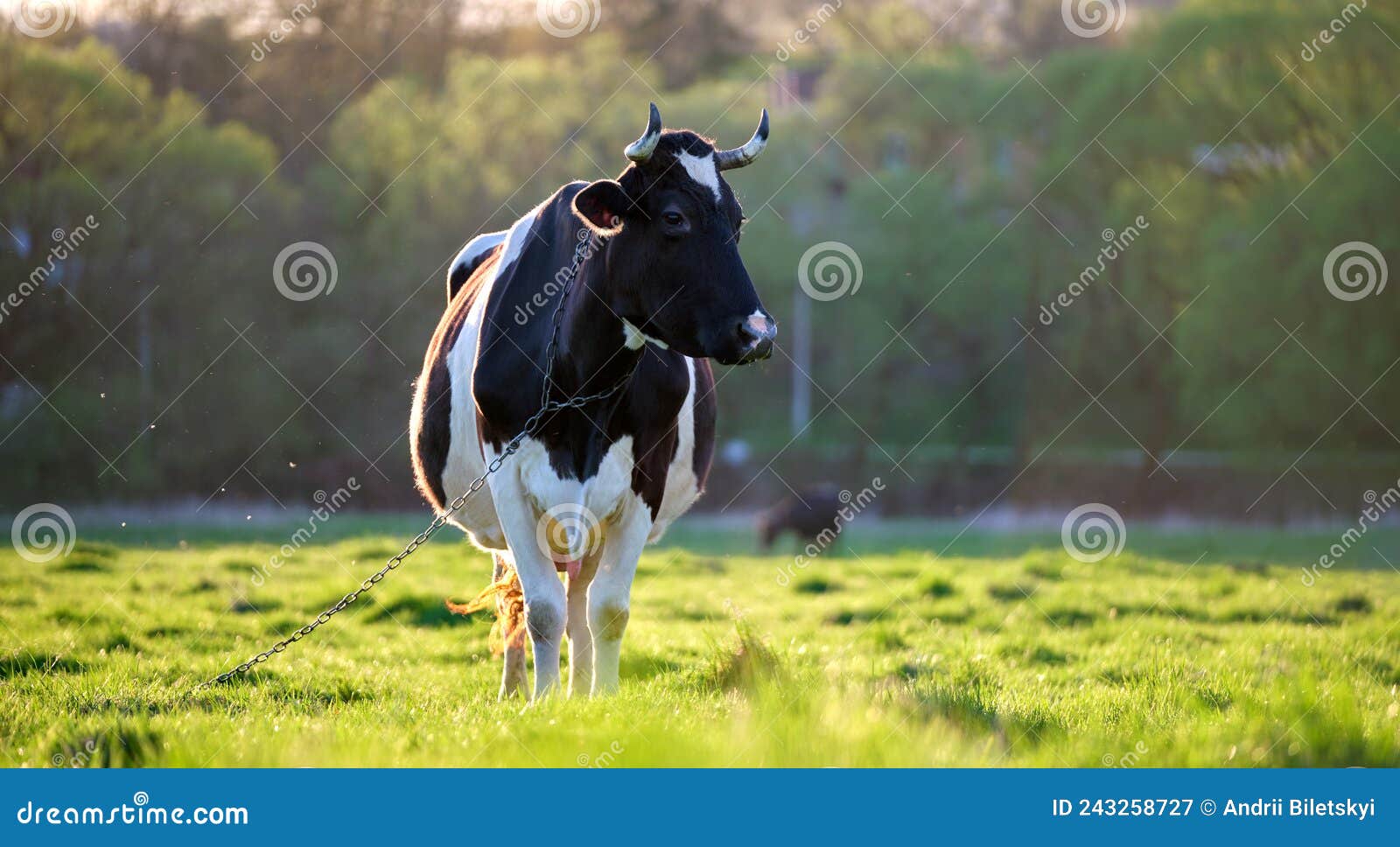 Milk Cow Grazing on Green Farm Pasture on Summer Day. Feeding of Cattle ...