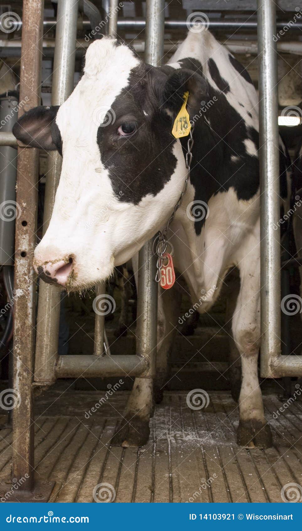 Milk Cow In Milking Stall Inside Dairy Farm Barn Stock 