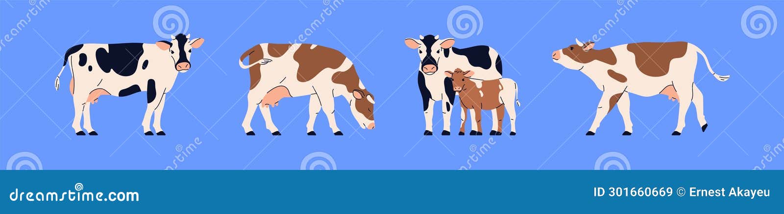 milk dairy cows and calf set. farm animal, bovine cattle, livestock with udder and spotted black and brown coat. eating