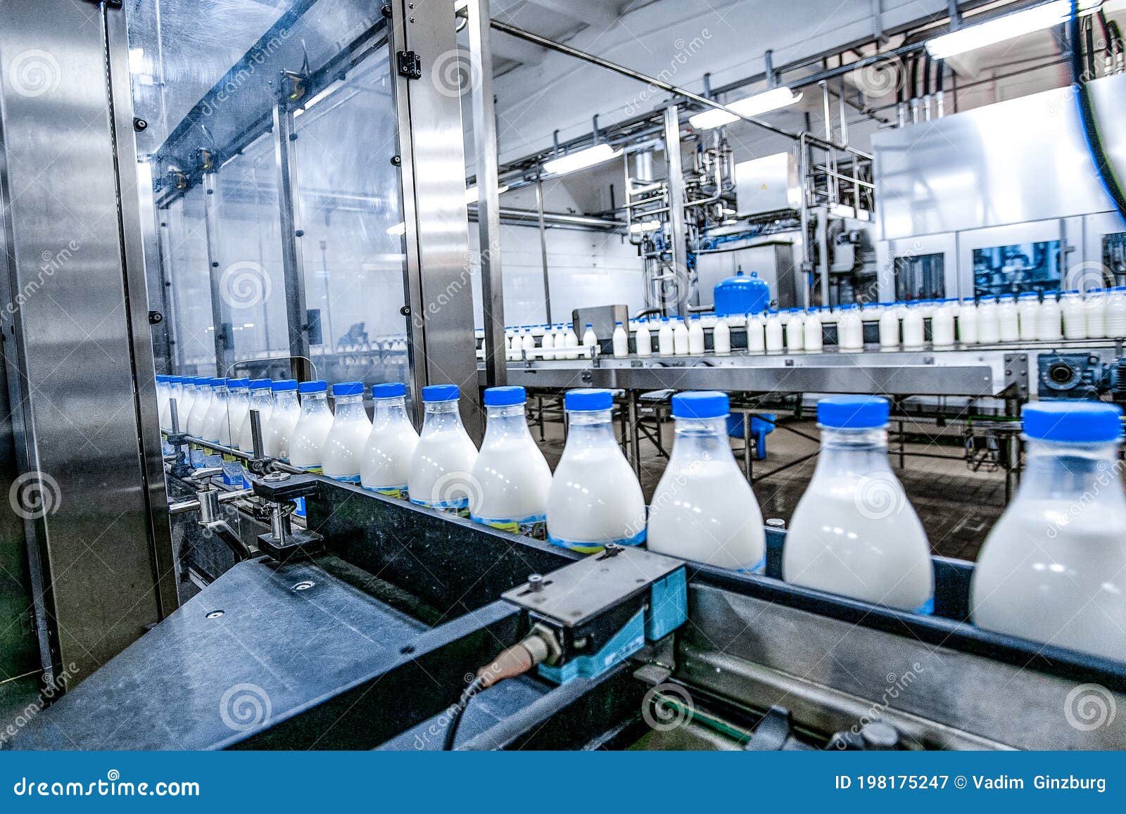 Milk - Dairy - Production at Factory. White Bottles with Going through ...