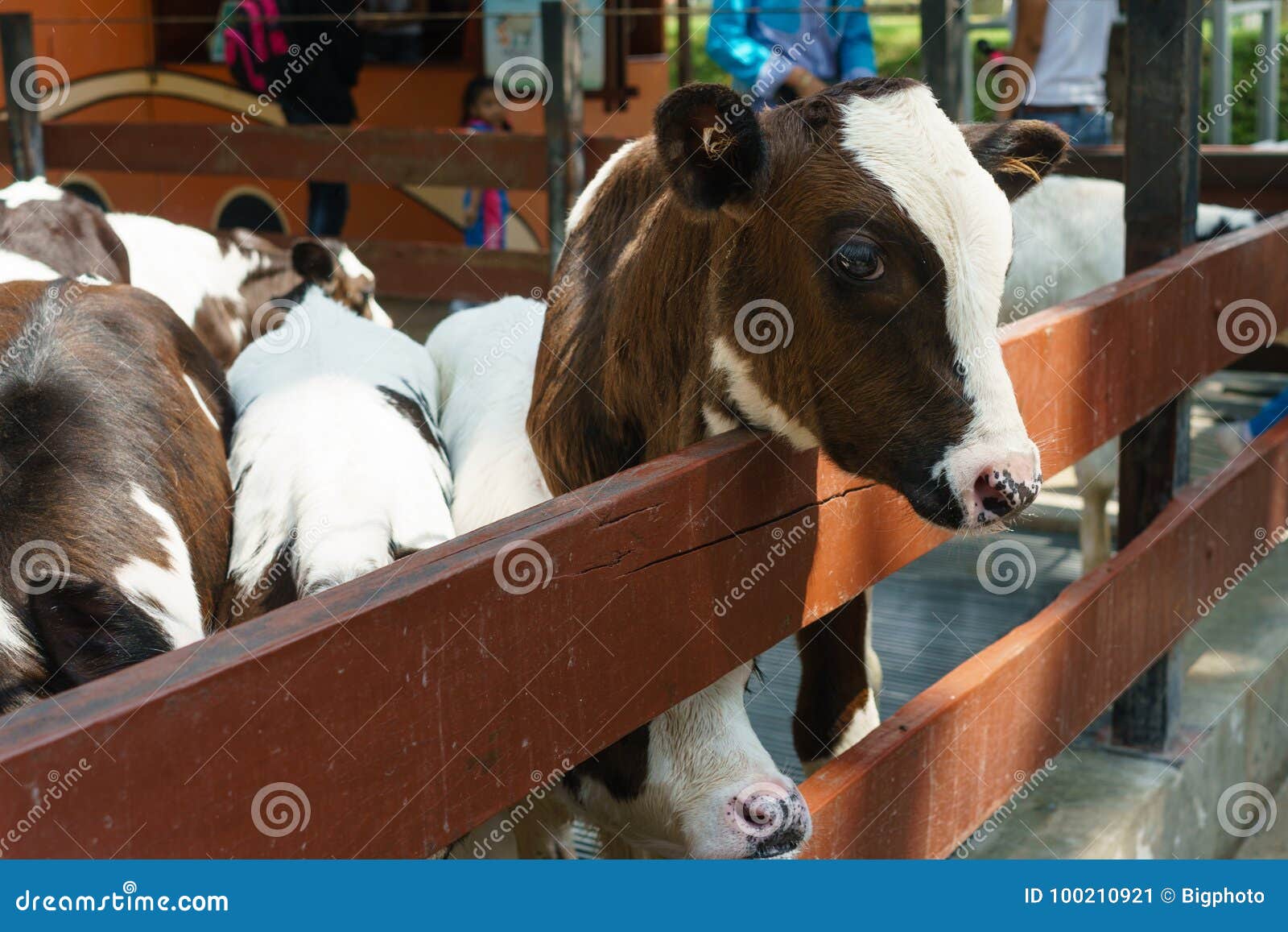Milk feeding of a calf stock image. Image of closeup 100210921