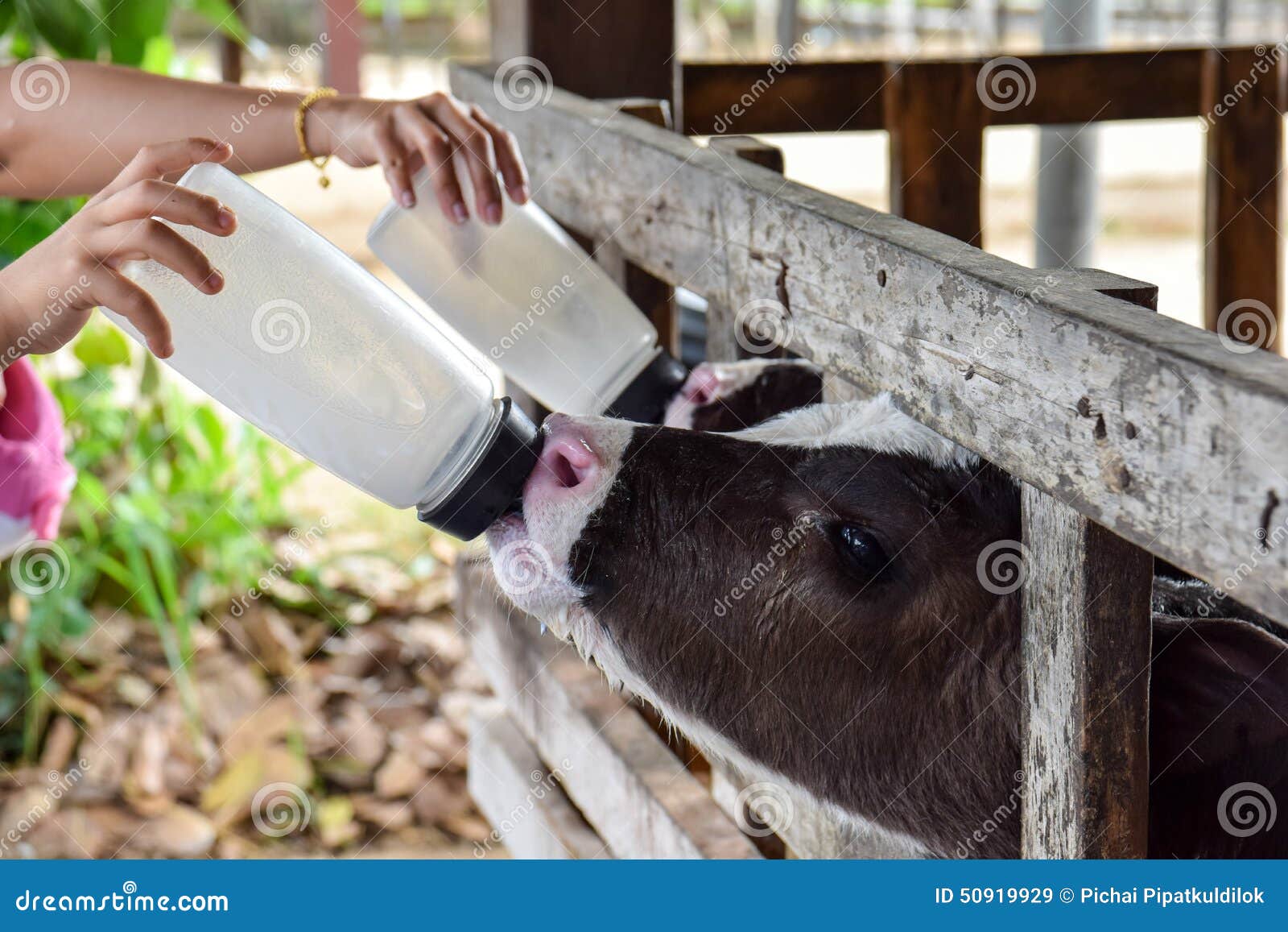Milk feeding of a calf. stock image. Image of bovine 50919929