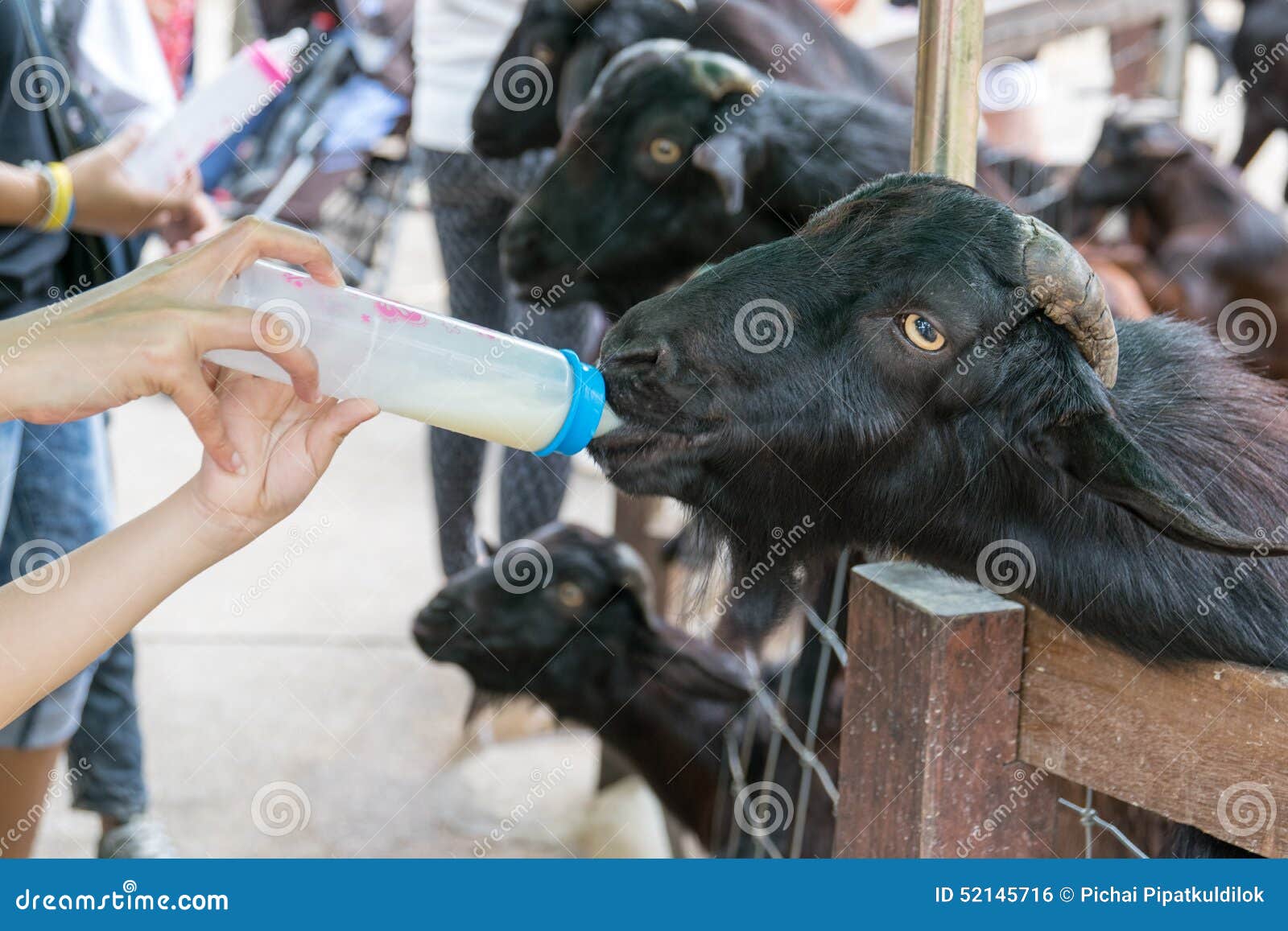 Milk feeding of a goat stock photo. Image of newborn 52145716