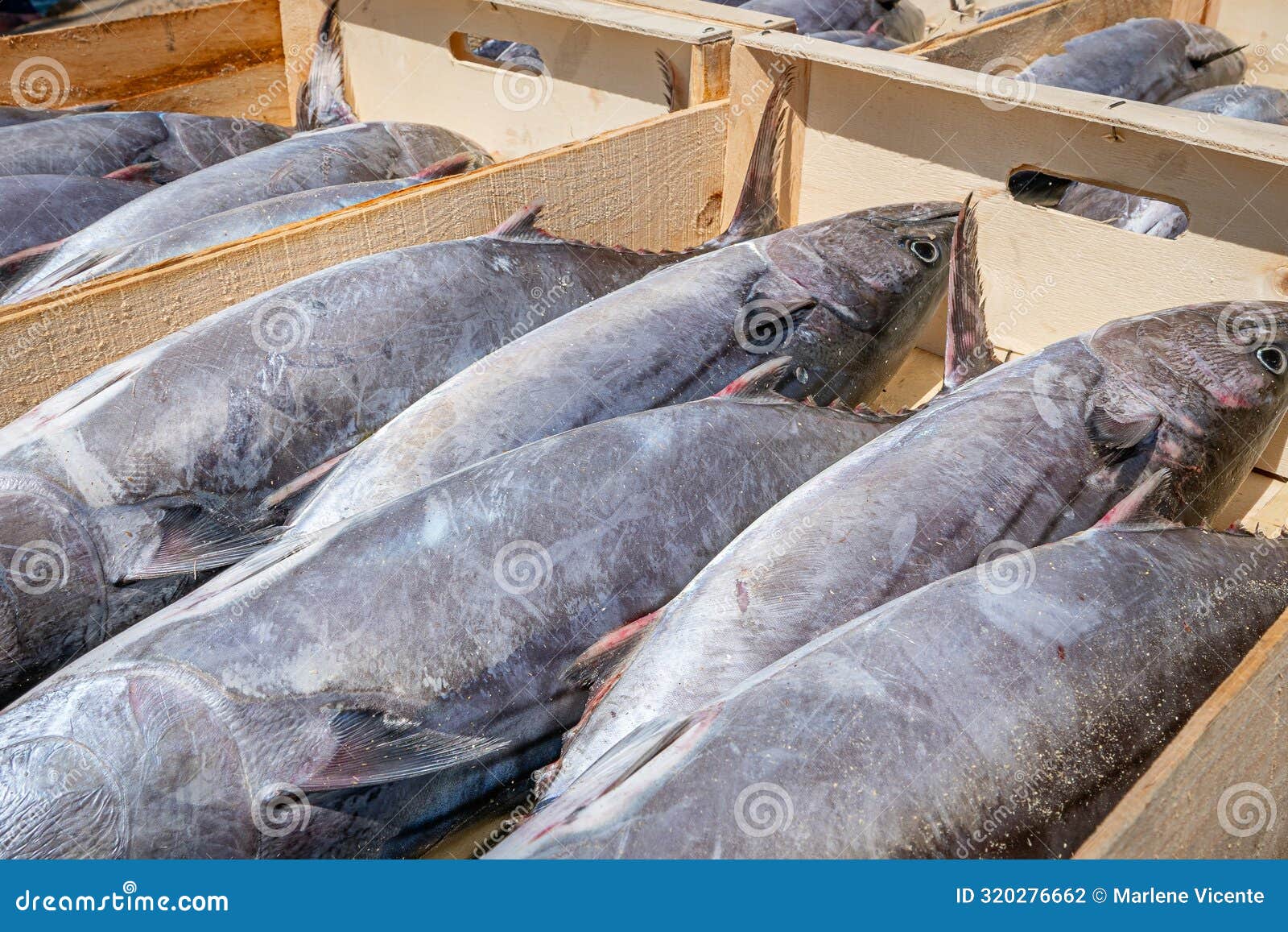 milk fish caught in the almadraba in la azohia, murcia. spain