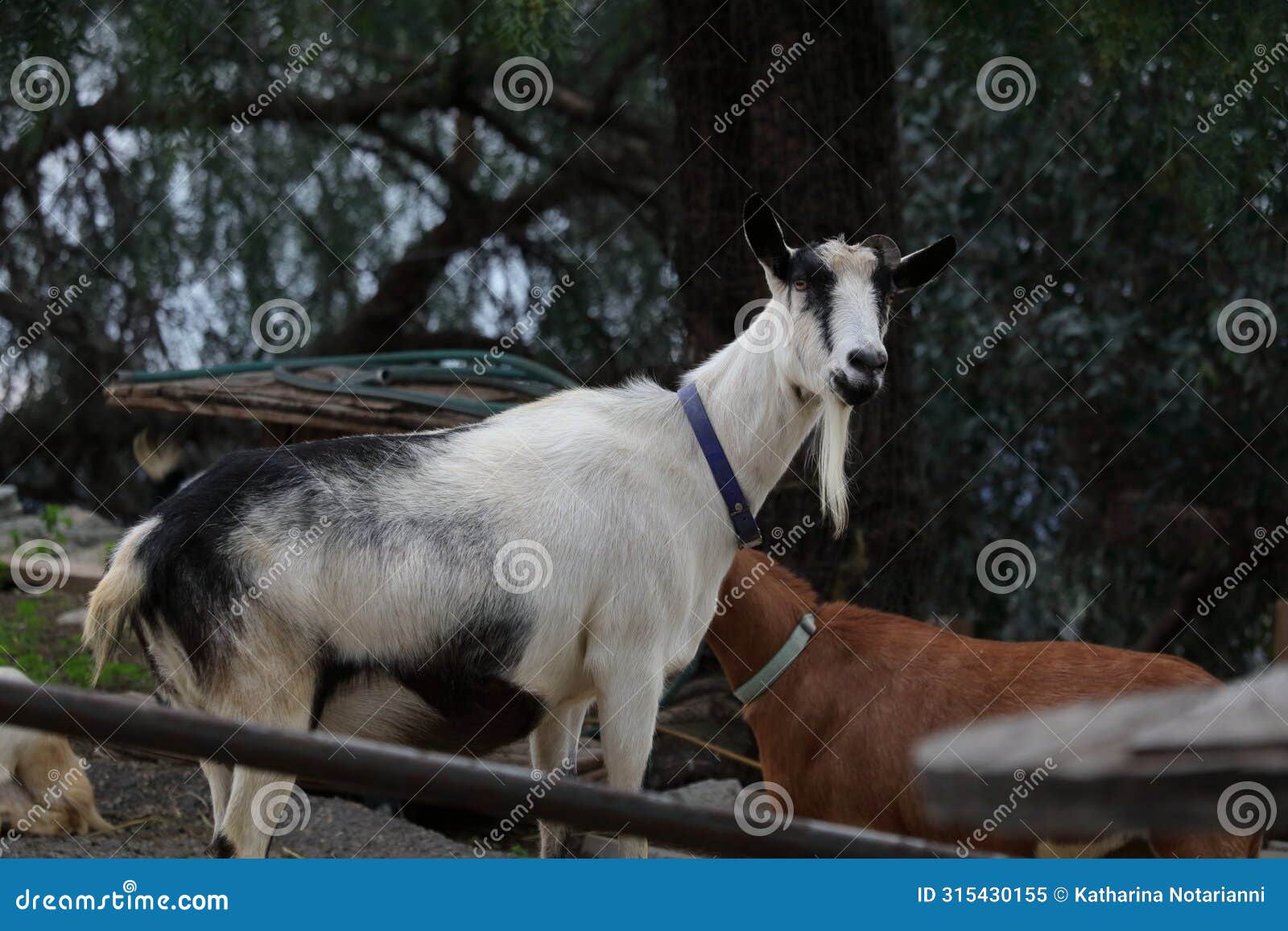 Farm Animal Series Milk Goat Breeds Alpine Stock Image Image of achondroplastic, african