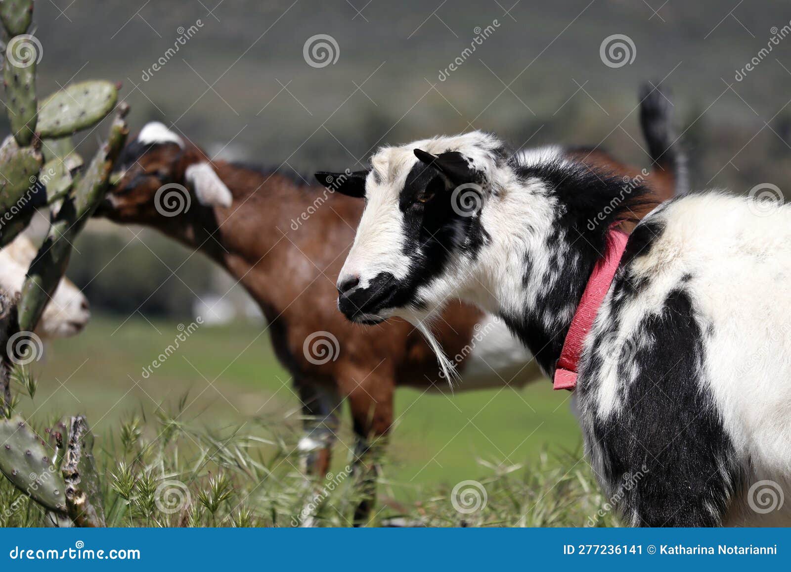 farm animal series - milk goats - capra hircus