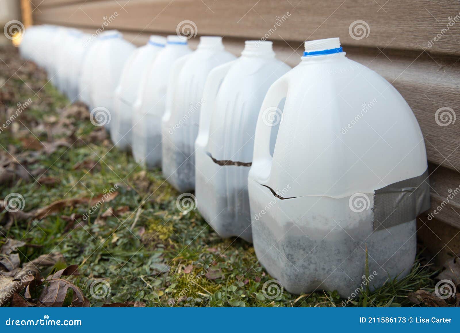 Milk Jugs Used for Seed Starting Stock Image - Image of gardener ...